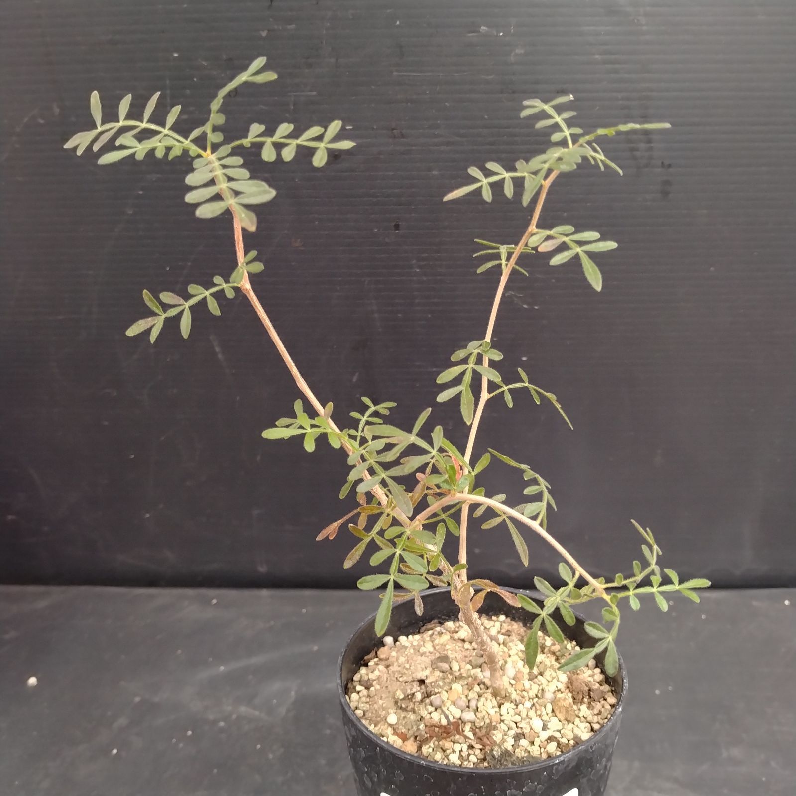 D049【自社養生株】オペルクリカリア ヒファエノイデス（実生・発根株