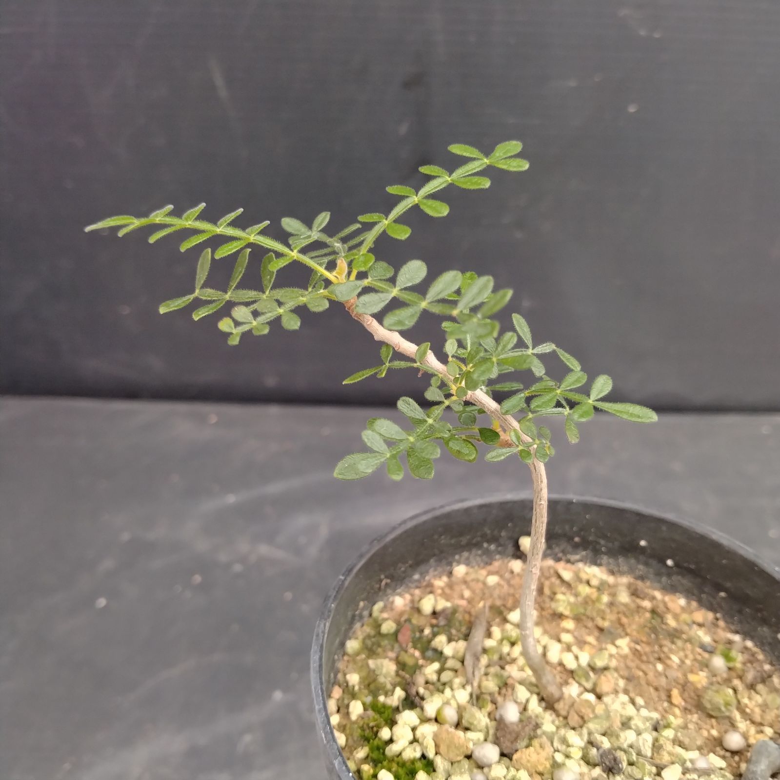 D050【自社養生株】オペルクリカリア ヒファエノイデス（実生・発根株