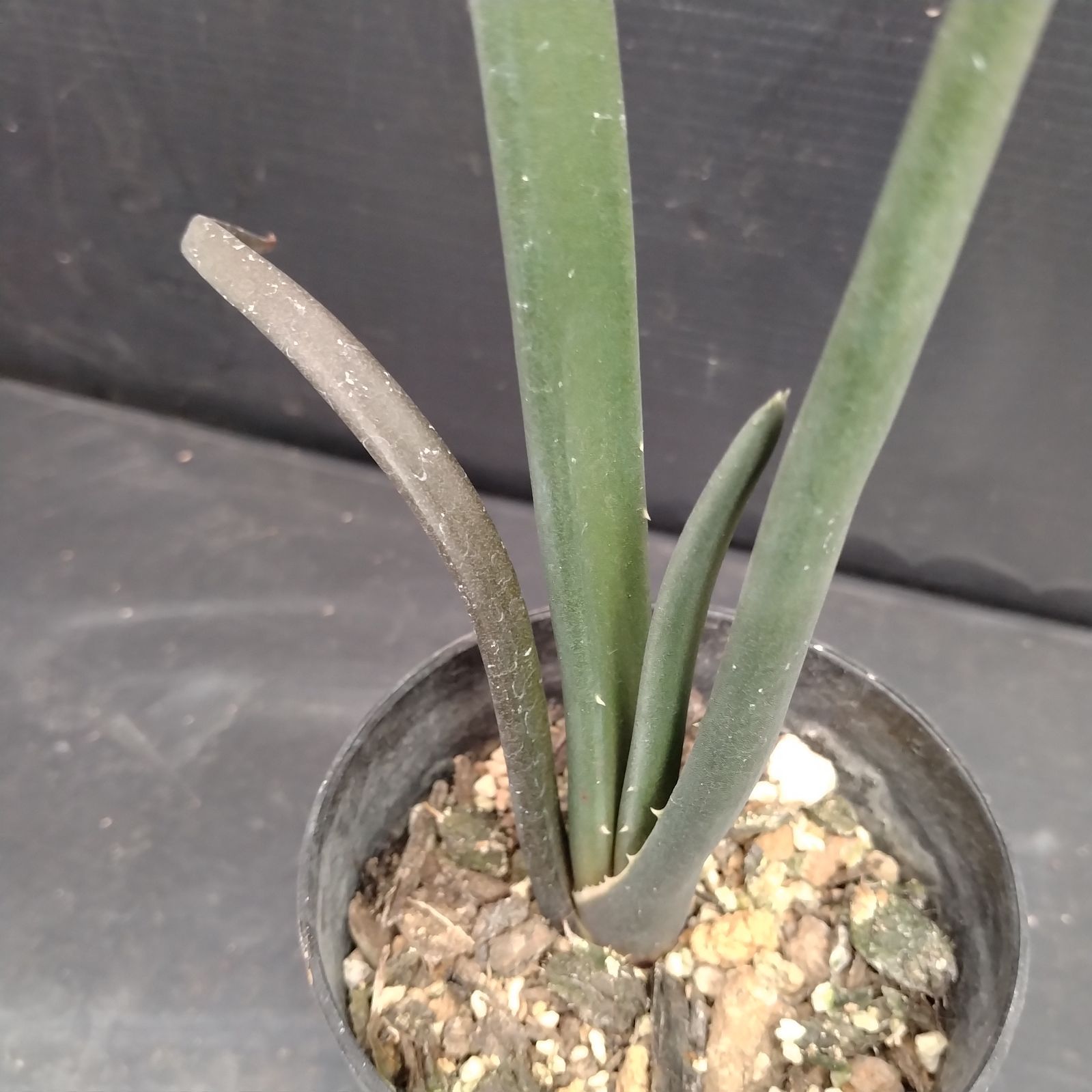 D051【自社養生株】アロエ スザンナエ（実生・発根株・鉢植え）【塊根