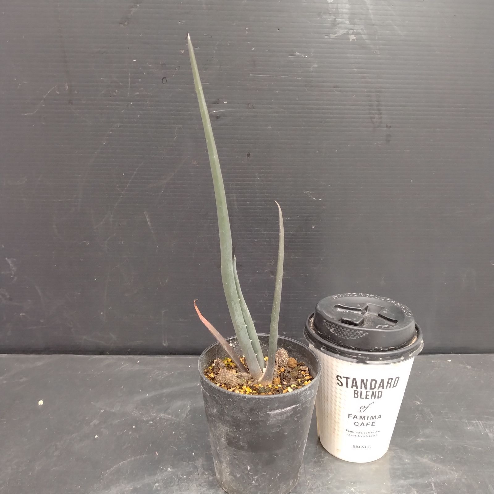 D053【自社養生株】アロエ スザンナエ（実生・発根株・鉢植え）【塊根