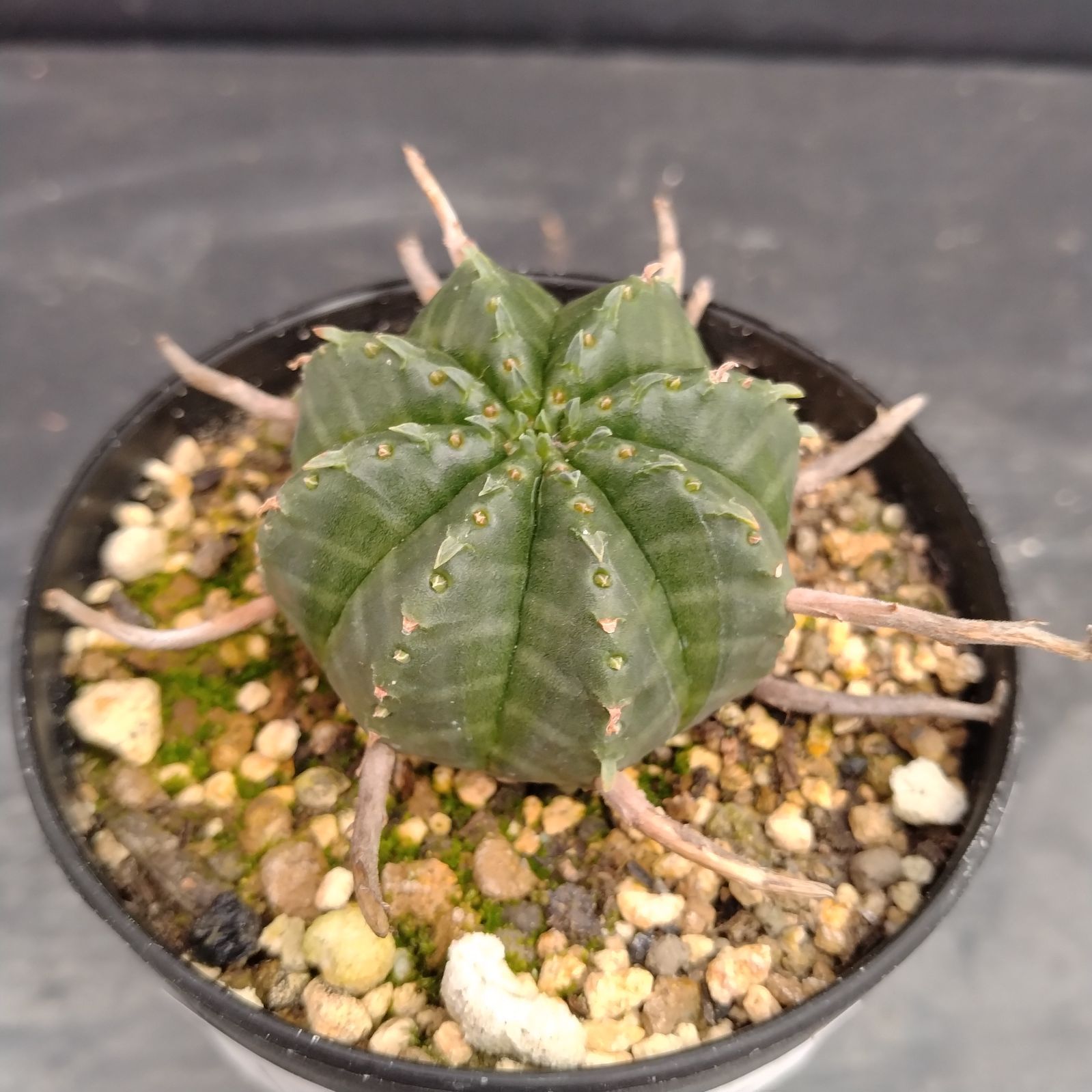 D057【自社養生株】ユーフォルビア バリダ（実生・発根株・鉢植え