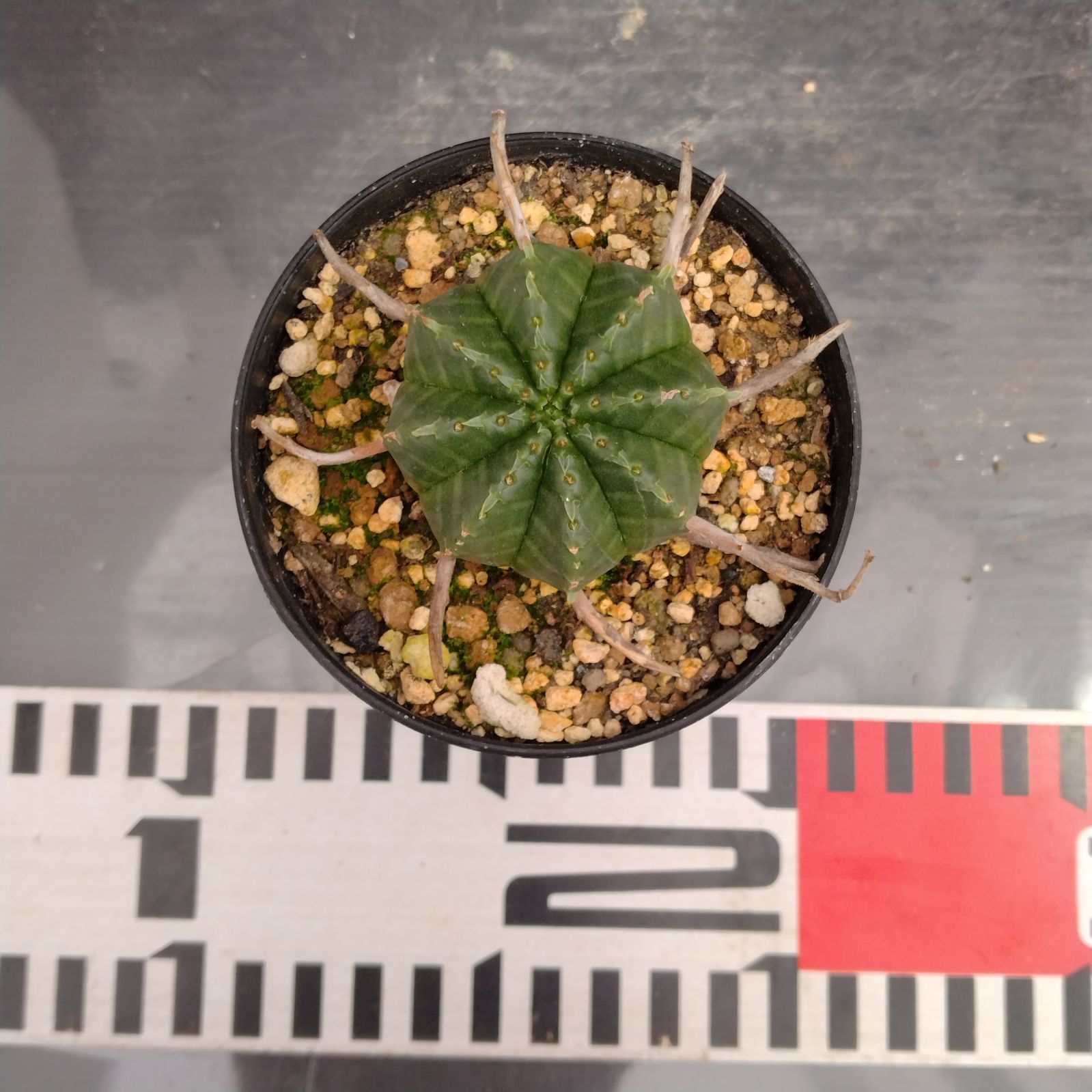 D057【自社養生株】ユーフォルビア バリダ（実生・発根株・鉢植え