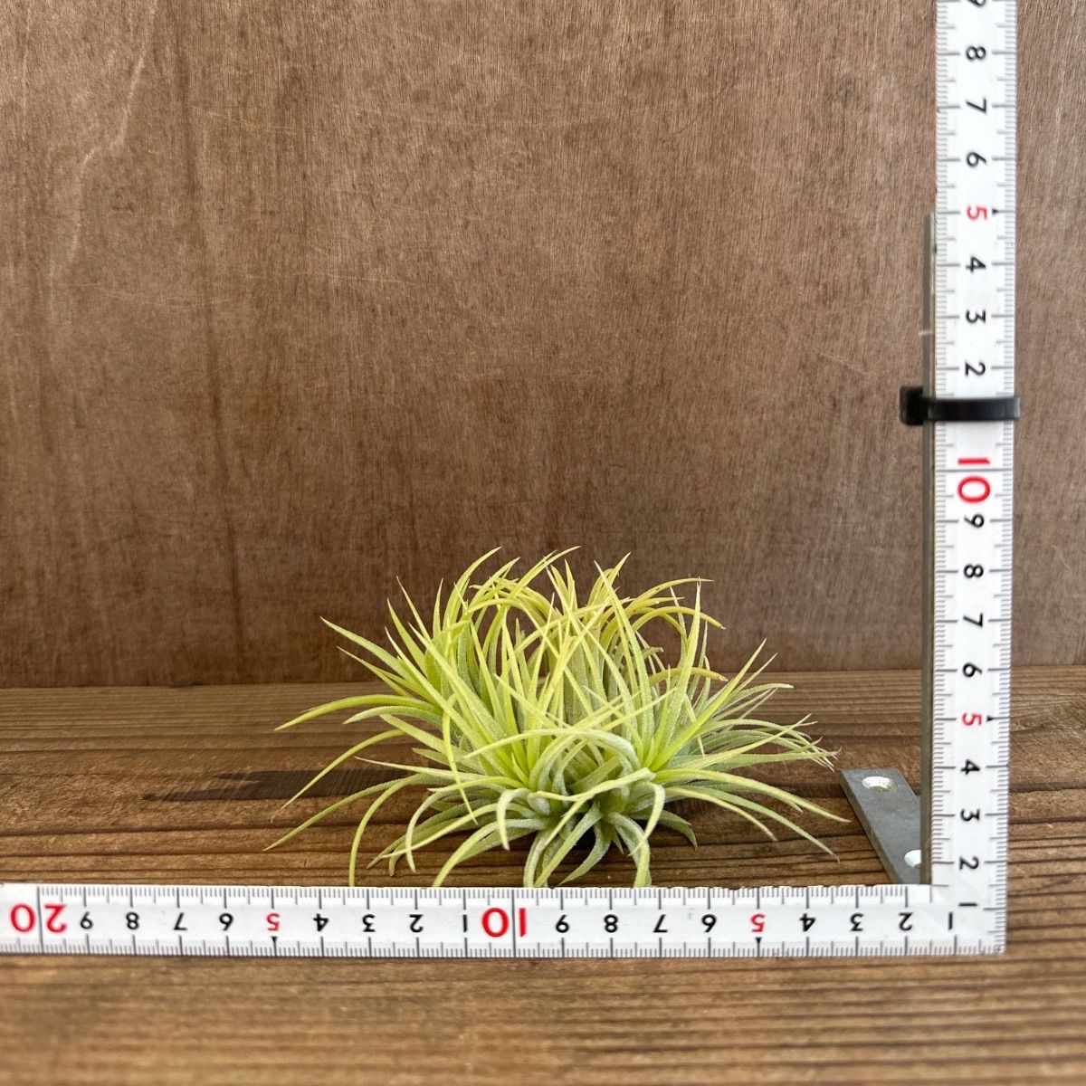 チランジア イオナンタ ドルイド ① 現品 Tillandsia ionantha 'Druid