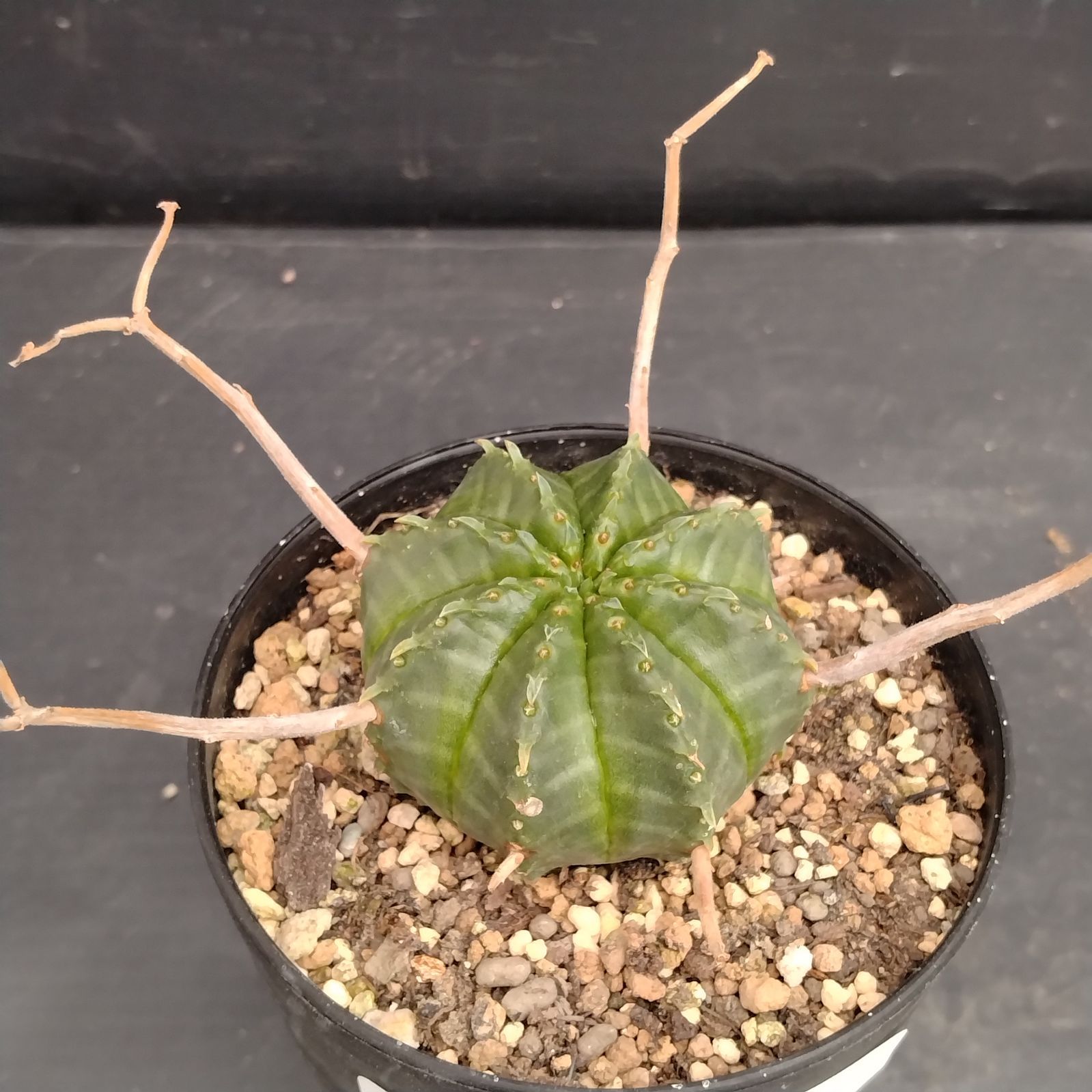 ユーフォルビア バリダ 実生 パンパンです ユーフォルビア バリダ 実生