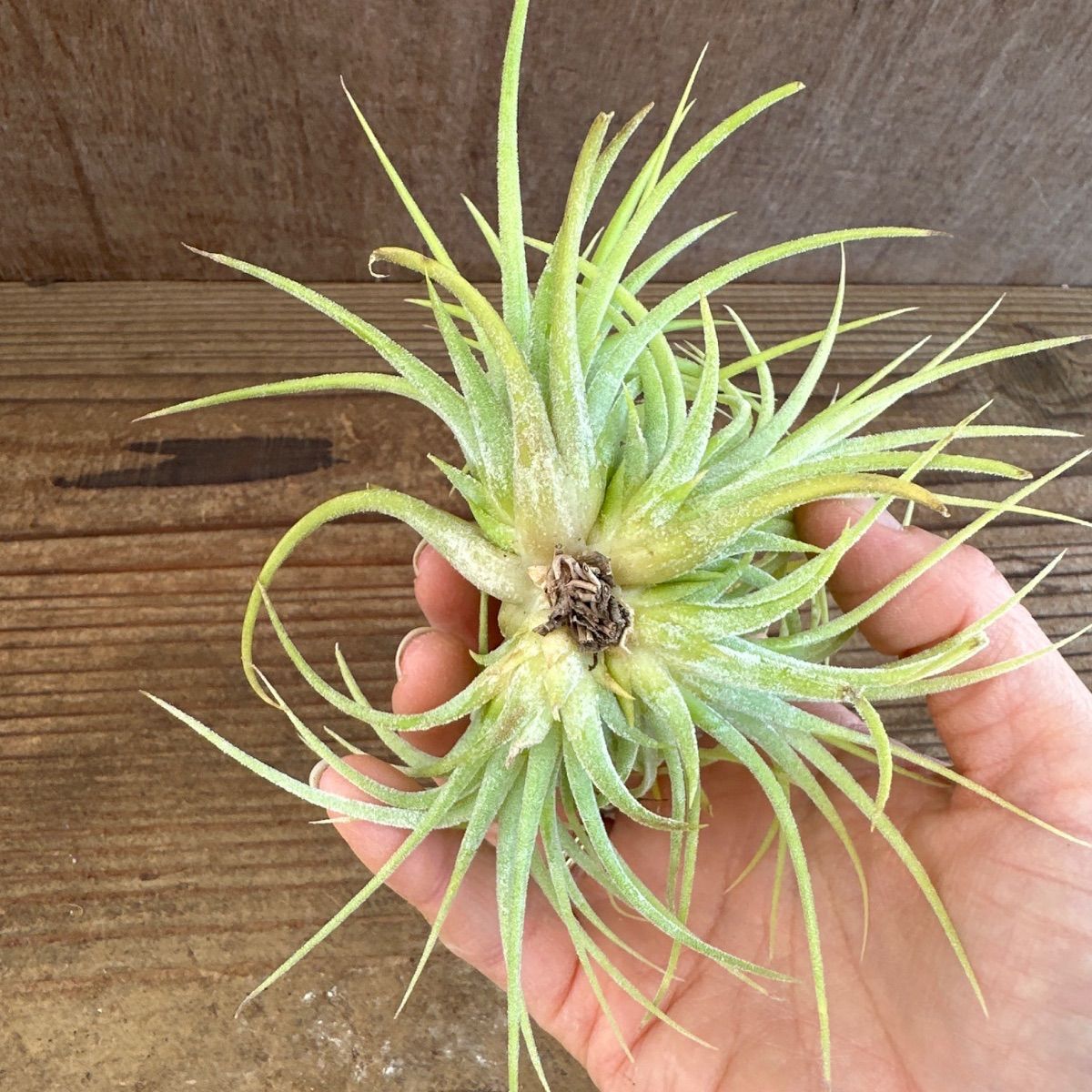 チランジア イオナンタ ドルイド ① 現品 Tillandsia ionantha 'Druid