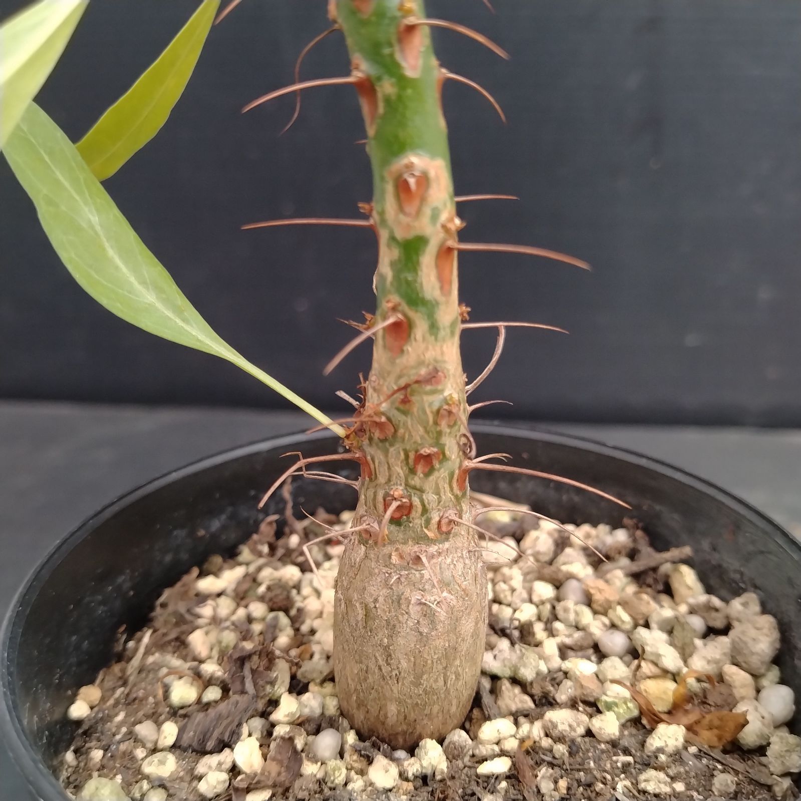 【早い者勝ち★実生★塊根すごい】　フォークイエリア　プルプシー　鉢のまま発送 @ フォークイエリア プルプシー | mana's farm:塊根植物・アガベ・ドライ