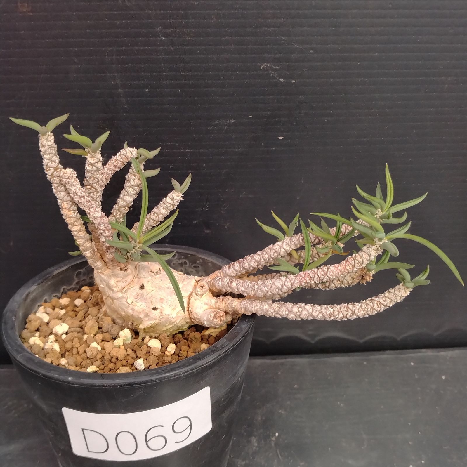 国内実生　長期管理株　ユーフォルビア　キリンドリフォリア　陶器鉢のまま発想　塊根 国内実生 長期管理株 ユーフォルビア キリンドリフォリア 陶器鉢のまま