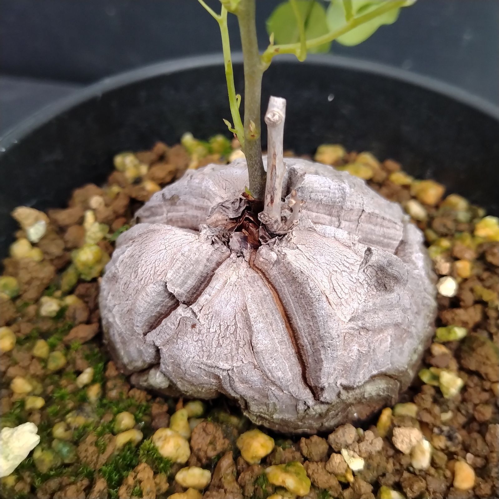 D072【自社養生株】ディオスコレア アフリカ亀甲竜（発根株・鉢植え