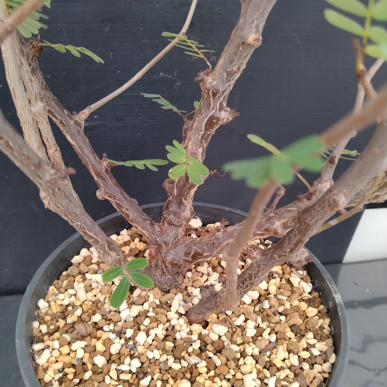 D087【自社養生株】センナ メリディオナリス（L）（実生・発根株