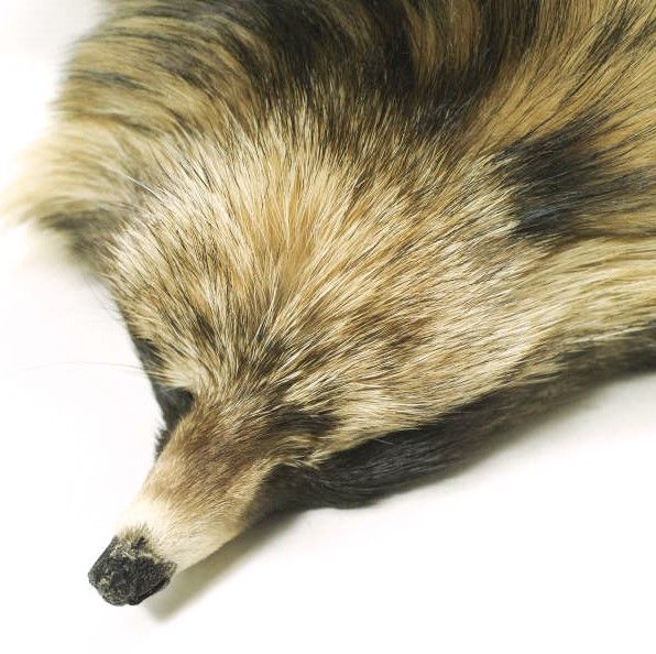 新品 The FRANKLIN TAILORED フランクリンテーラード 日本製 ラクーン  