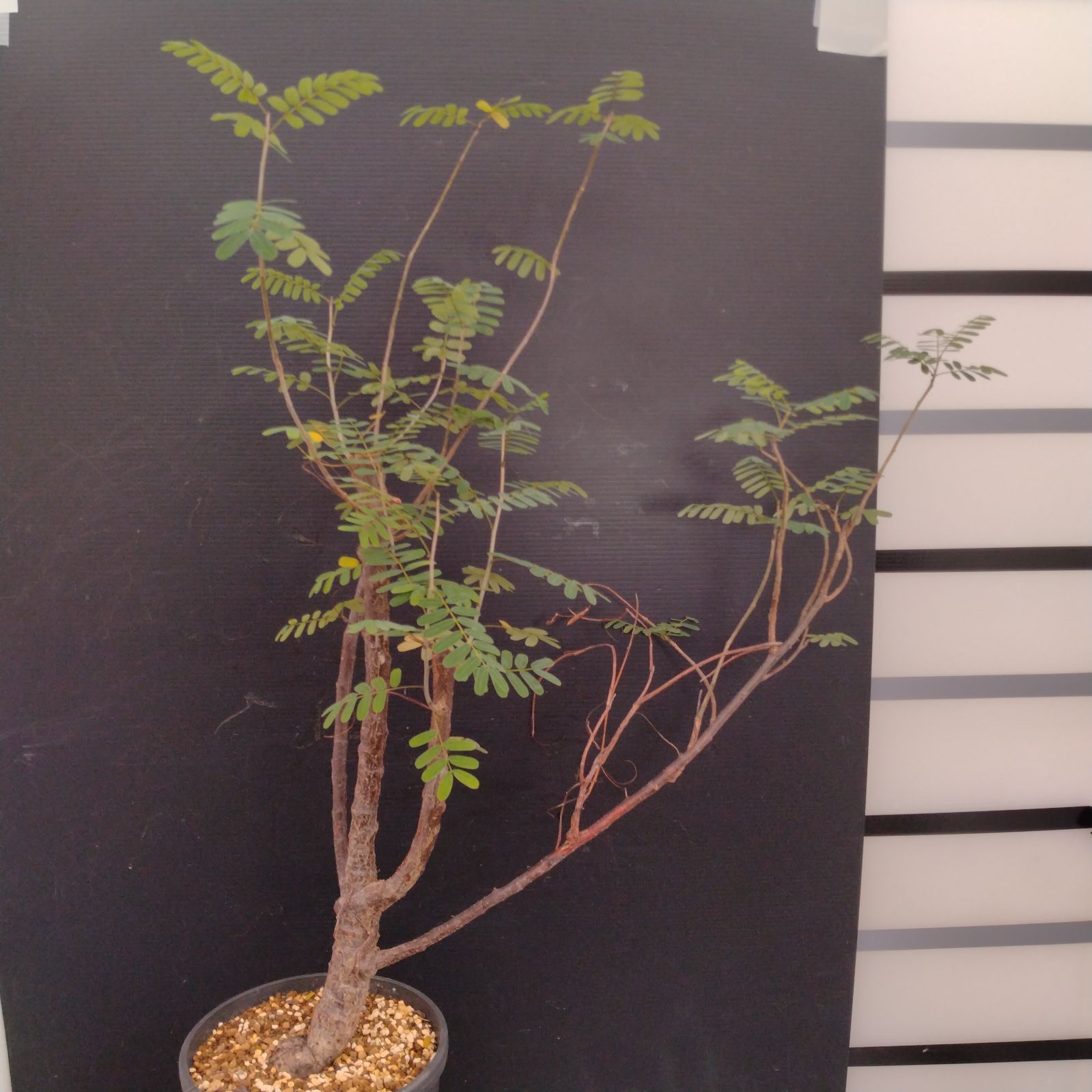 D088【自社養生株】センナ メリディオナリス（L）（実生・発根株