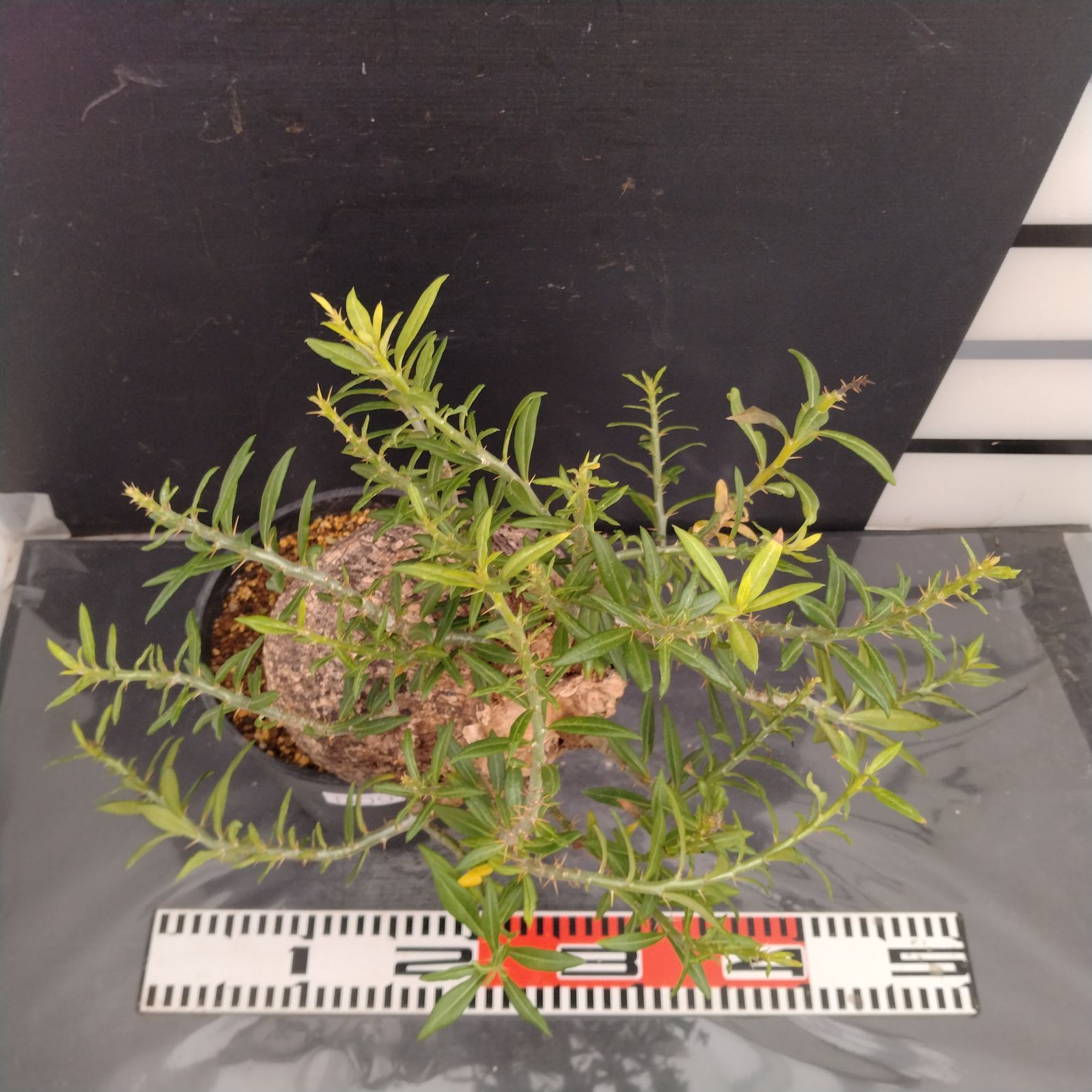 パキポディウム　ビスピノーサム　良型　現地球 発根株　(鉢付き) ビスピノーサム 輸入球 A3598☆パキポディウム 多肉植物☆「送料無料