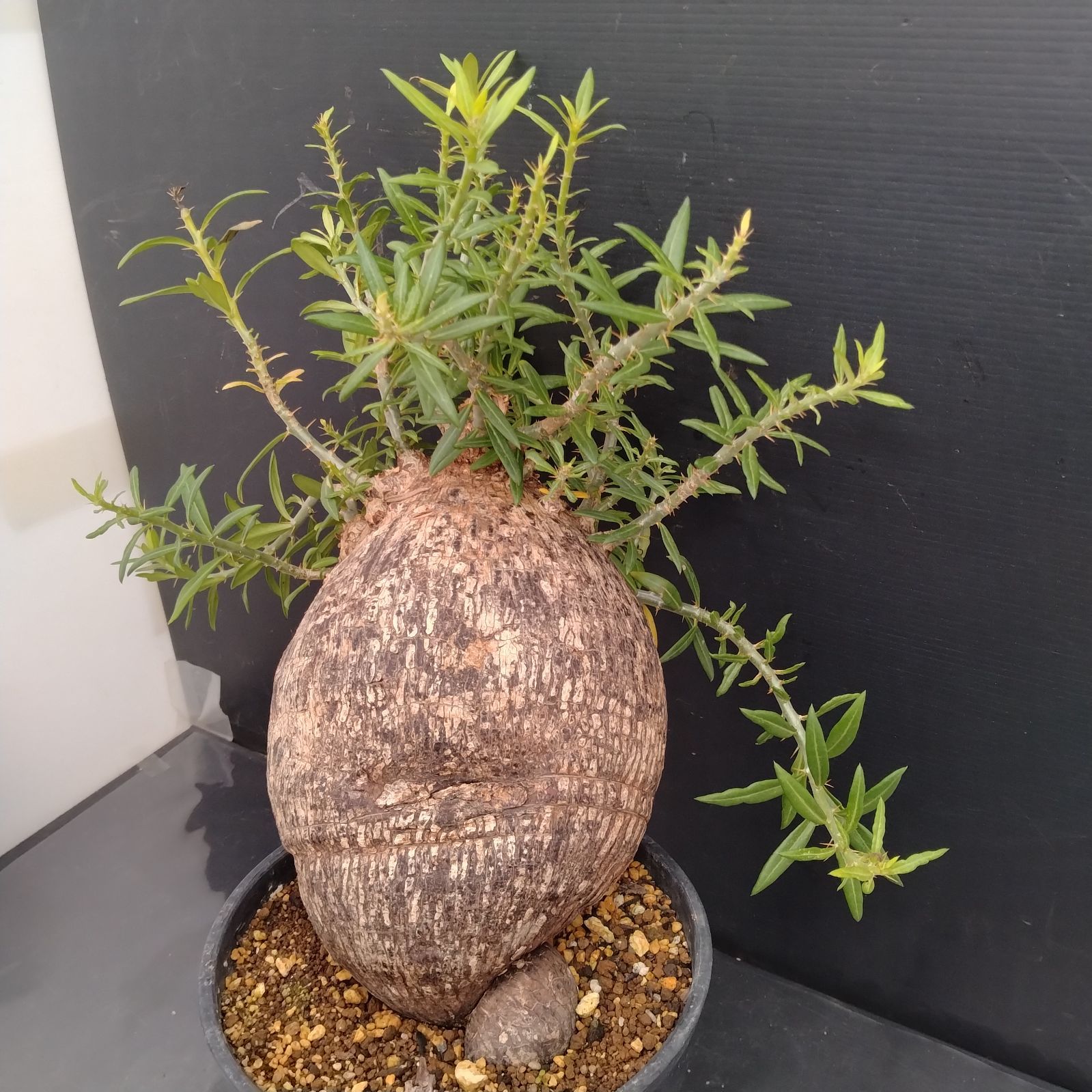 D091【自社養生株】パキポディウム ビスピノーサム（現地球・発根株