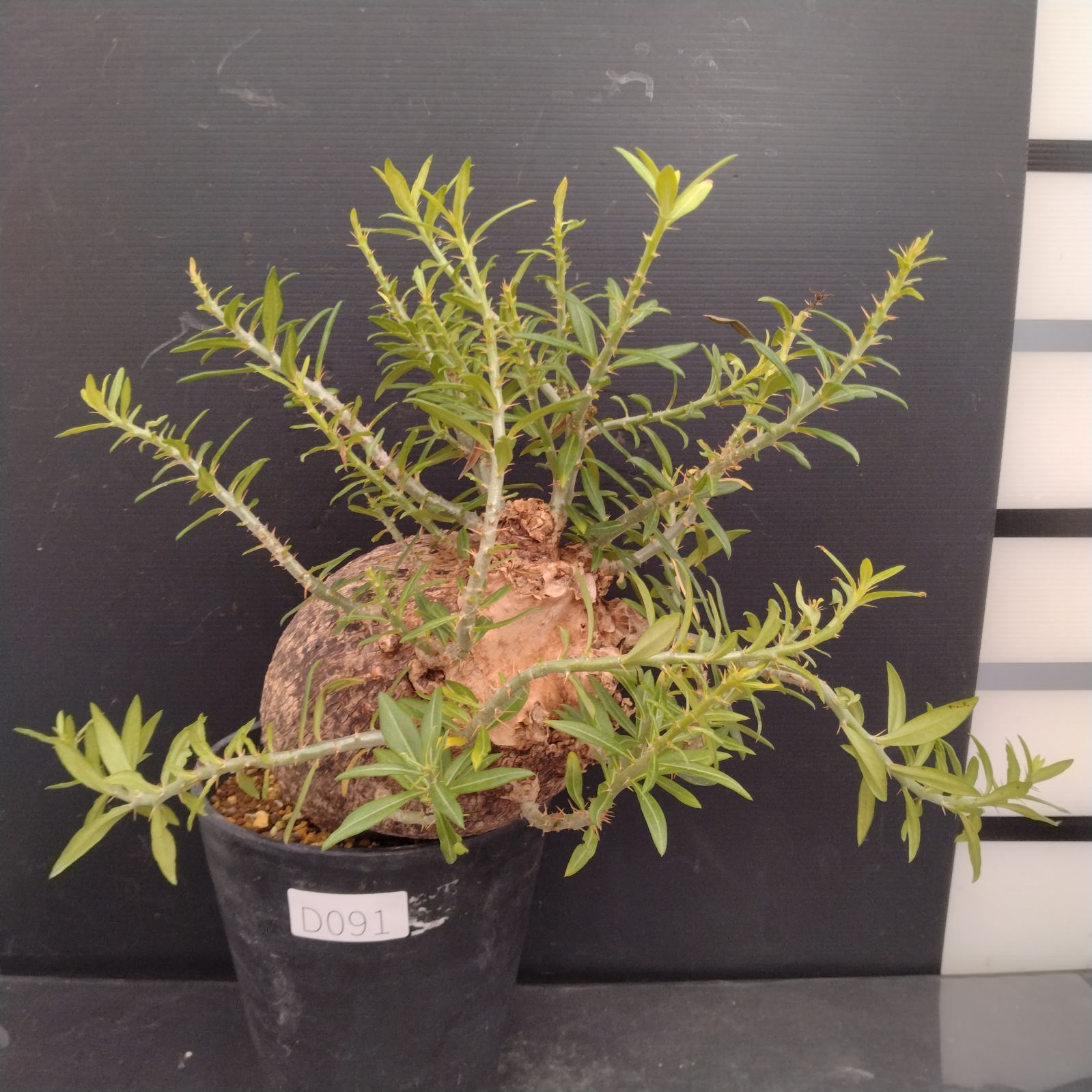 D091【自社養生株】パキポディウム ビスピノーサム（現地球・発根株