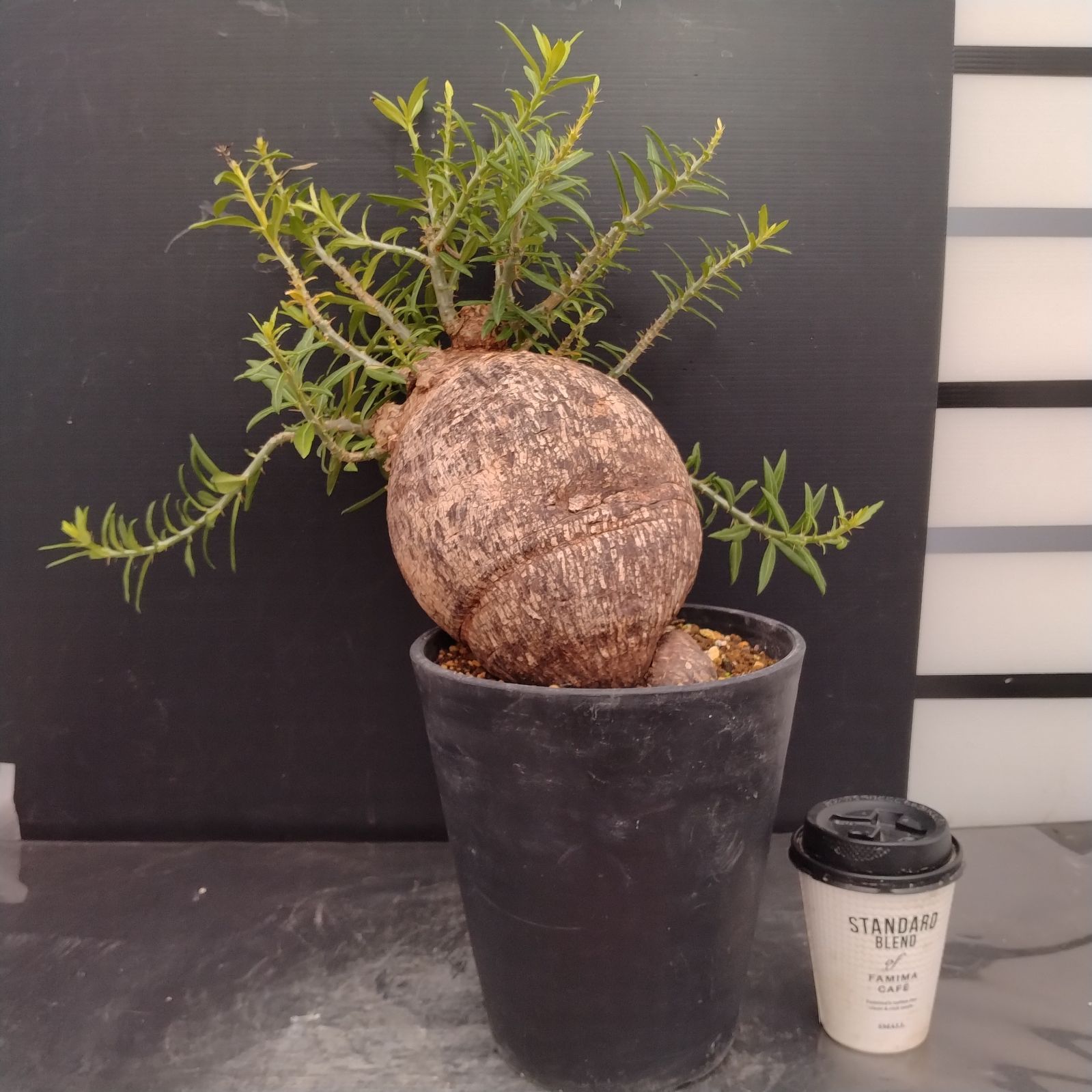 D091【自社養生株】パキポディウム ビスピノーサム（現地球・発根株