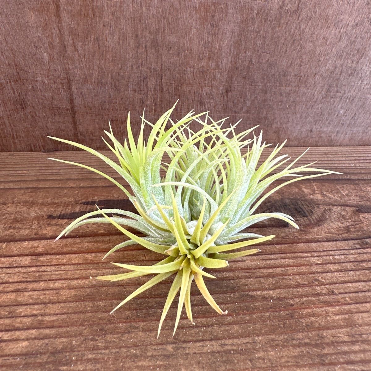 チランジア イオナンタ ドルイド ④ 現品 Tillandsia ionantha 'Druid