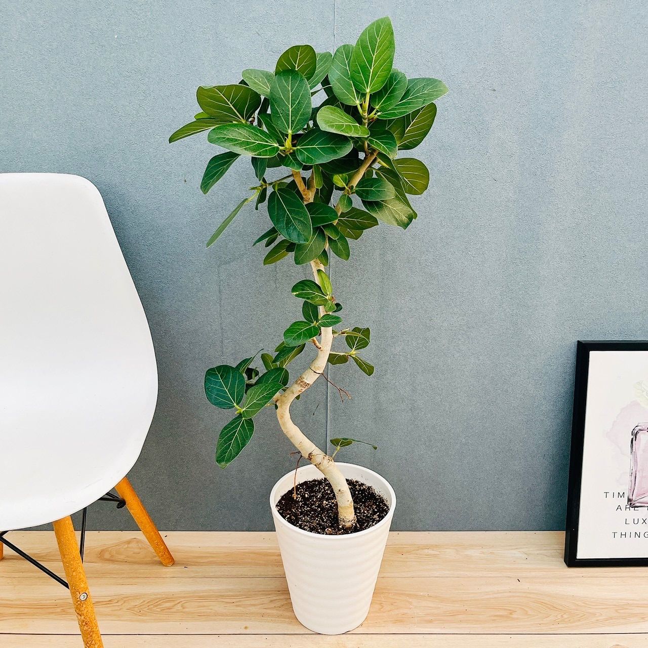 現品］☆人気☆ 2番 フィカス ベンガレンシス 曲がり 8号 観葉植物