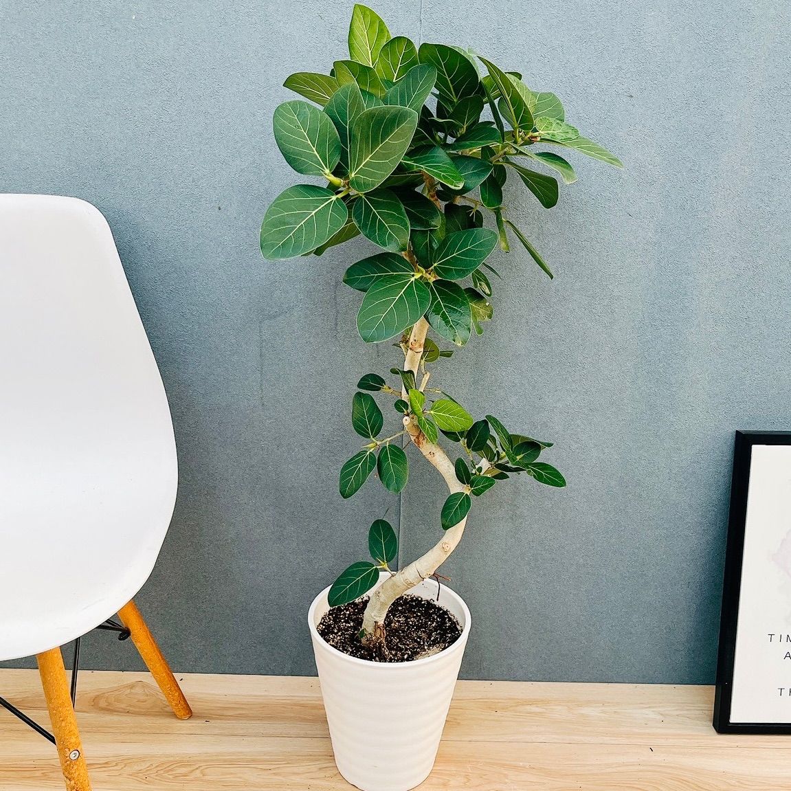 現品 2番 フィカス ベンガレンシス 曲がり 8号 観葉植物 室内 ゴムの木 育てやすい おしゃれ