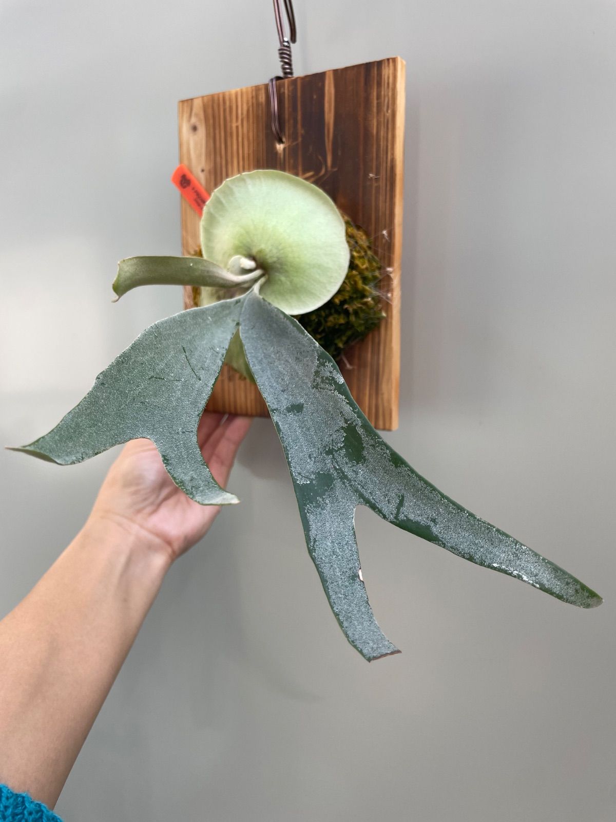 小売業者 ビカクシダ FSQ タグ付P. FSQ vp#5 'In Flames' ビカクシダ