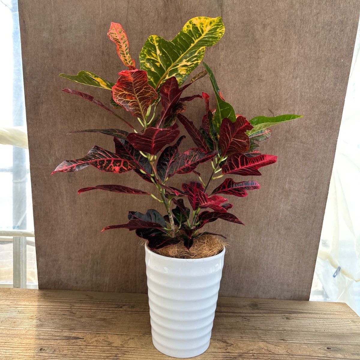 クロトン エクセレント 現品 白陶器鉢 Codiaeum variegatum var