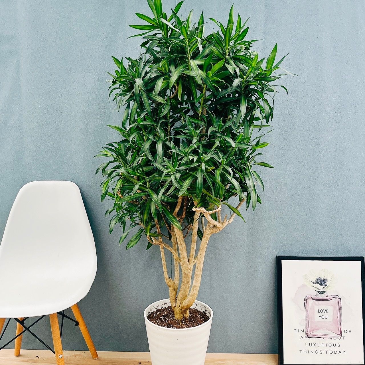 現品 ドラセナ ソングジャマイカ 10号 観葉植物 大型 室内 鉢受け皿付き