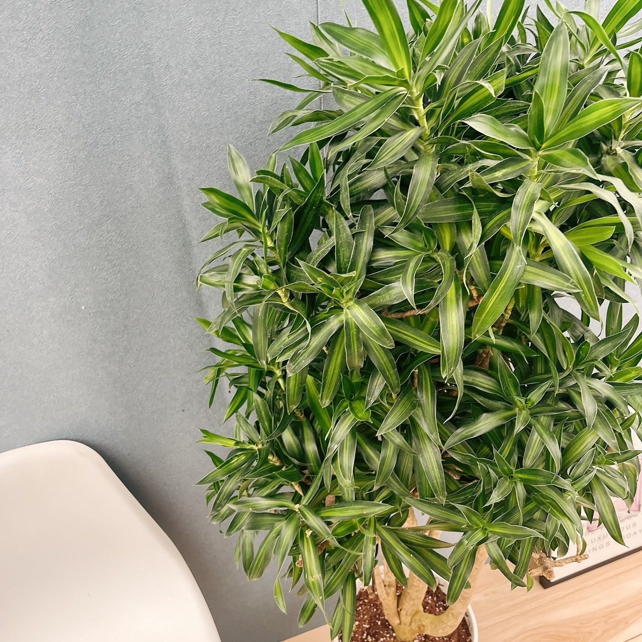 現品 ドラセナ ソングジャマイカ 10号 観葉植物 大型 室内 鉢受け皿付き