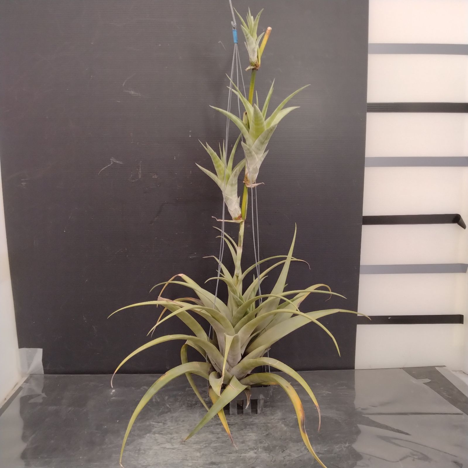 D102【自社養生株】チランジア フレクスオーサ（抜き苗）【エア