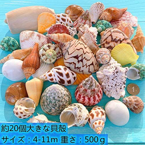 ✨天然素材ミックスビーチ 約500個マリン雑貨シェル 貝殻ハンドメイドDIY ✨天然素材ミックスビーチ 約500個マリン雑貨シェル 貝殻ハンドメイド