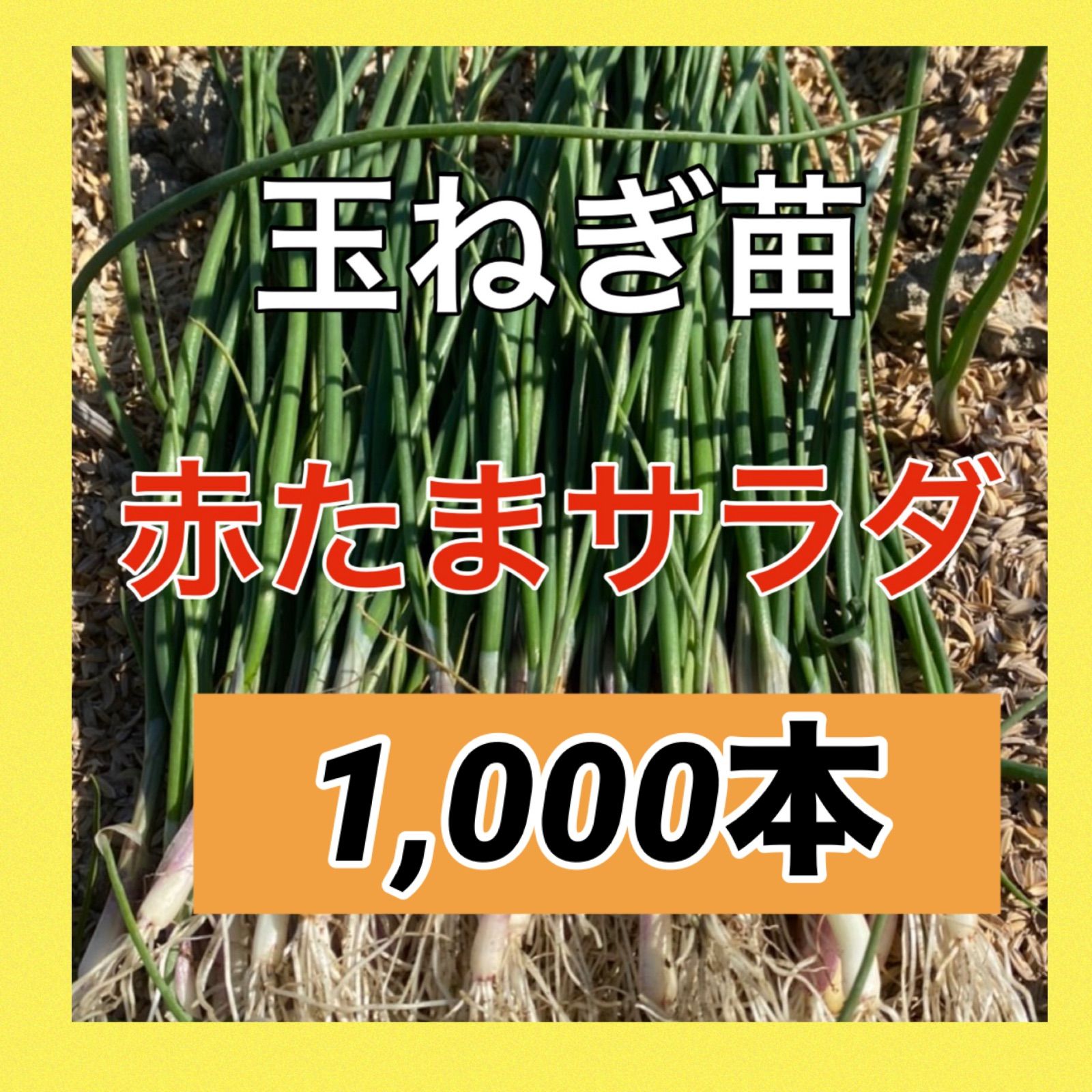 発送 赤玉ねぎ苗 赤たまサラダ 美しい紫色の玉ねぎ 1000本