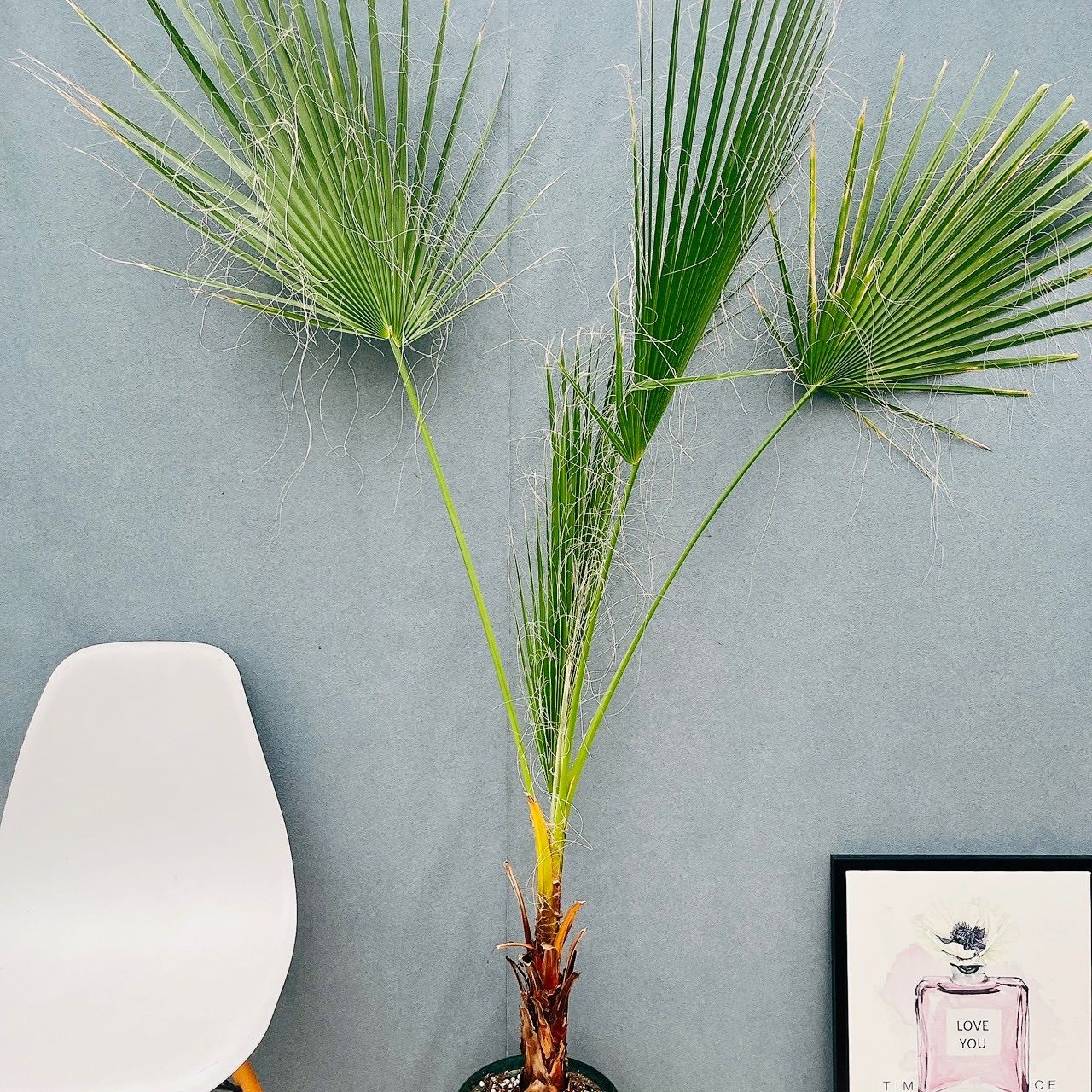 現品 ワシントニア 8号 観葉植物 室内 大型 大ヤシ プラスチック鉢 南国風 おしゃれ 屋外 ワシントンヤシ