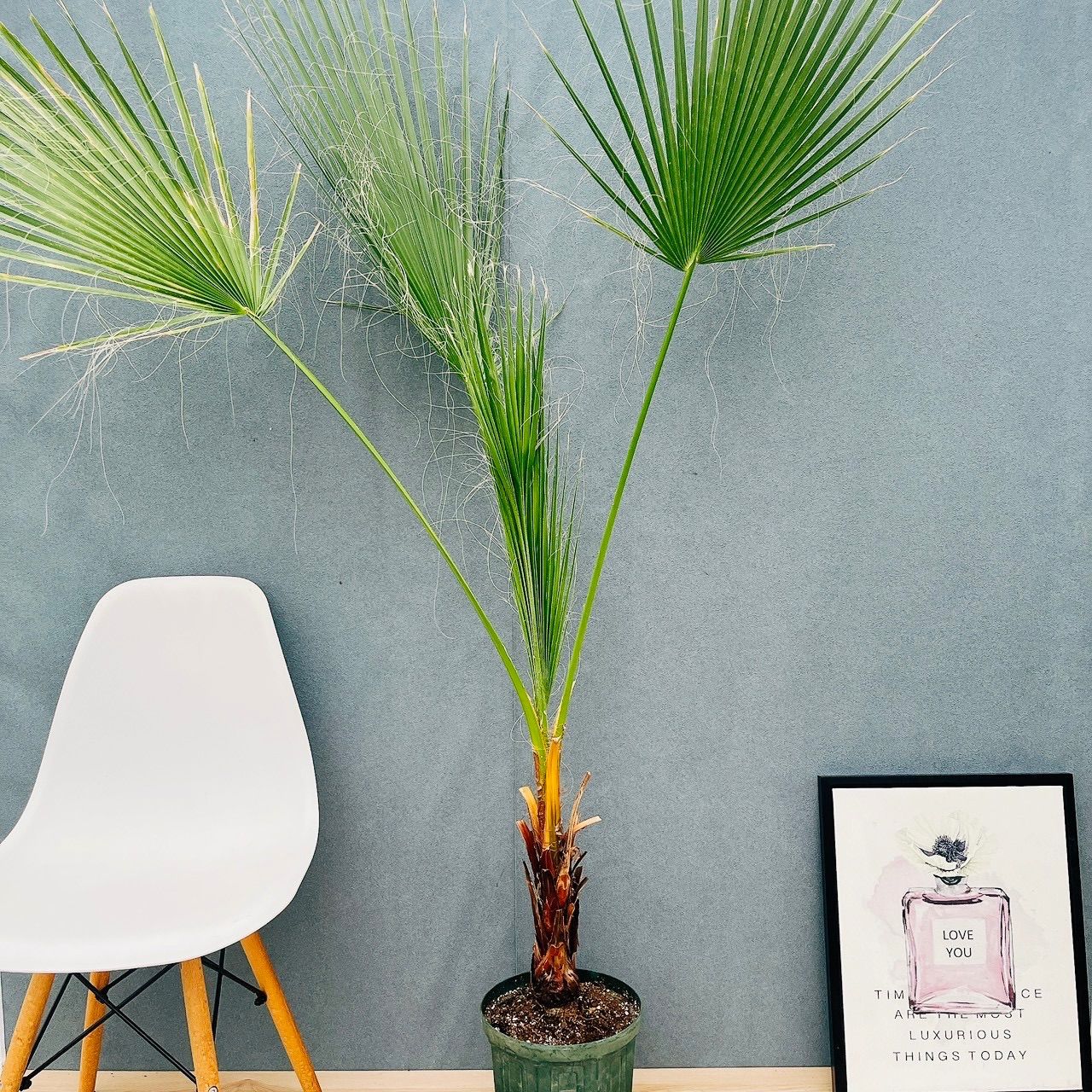 中型 ワシントンヤシ観葉植物 ヤシ ワシントンヤシの通販 おすすめ 苗木部 By 花ひろばオンライン