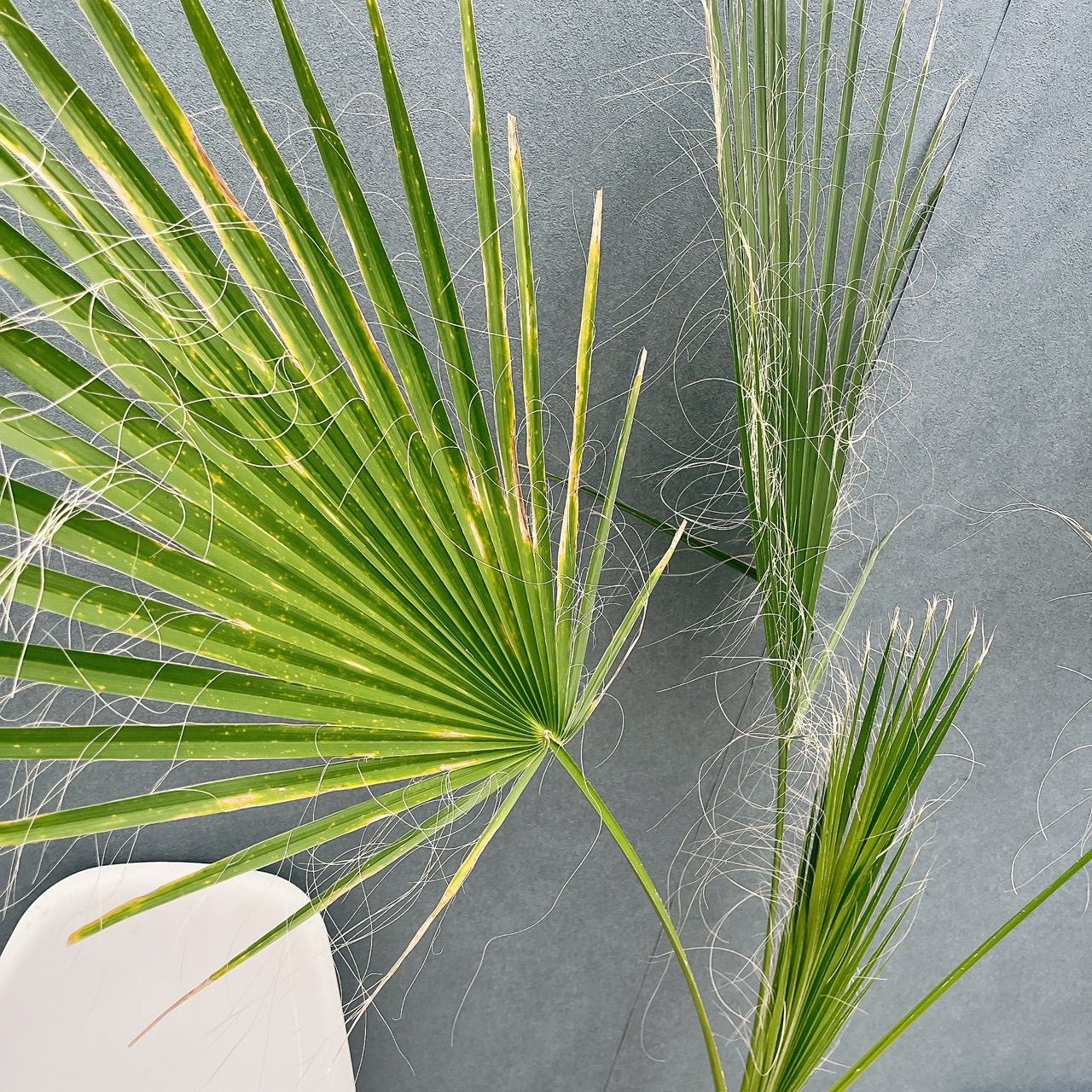 現品 ワシントニア 8号 観葉植物 室内 大型 大ヤシ プラスチック鉢 南国風 おしゃれ 屋外 ワシントンヤシ