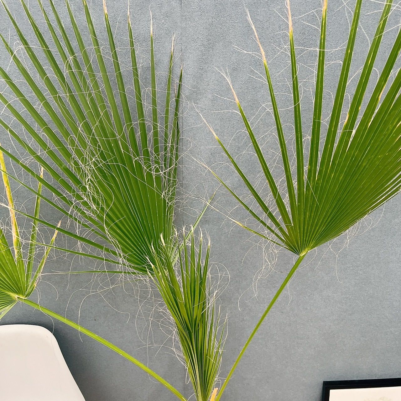 現品 ワシントニア 8号 観葉植物 室内 大型 大ヤシ プラスチック鉢 南国風 おしゃれ 屋外 ワシントンヤシ