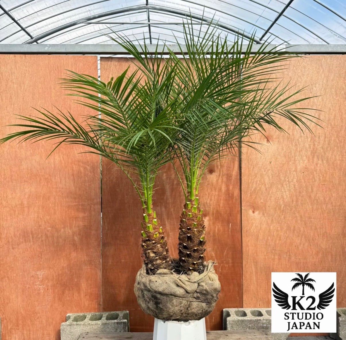 限定株】フェニックス・ロベレニー🌴 2本立ち 希少な極太幹✨ 葉先約