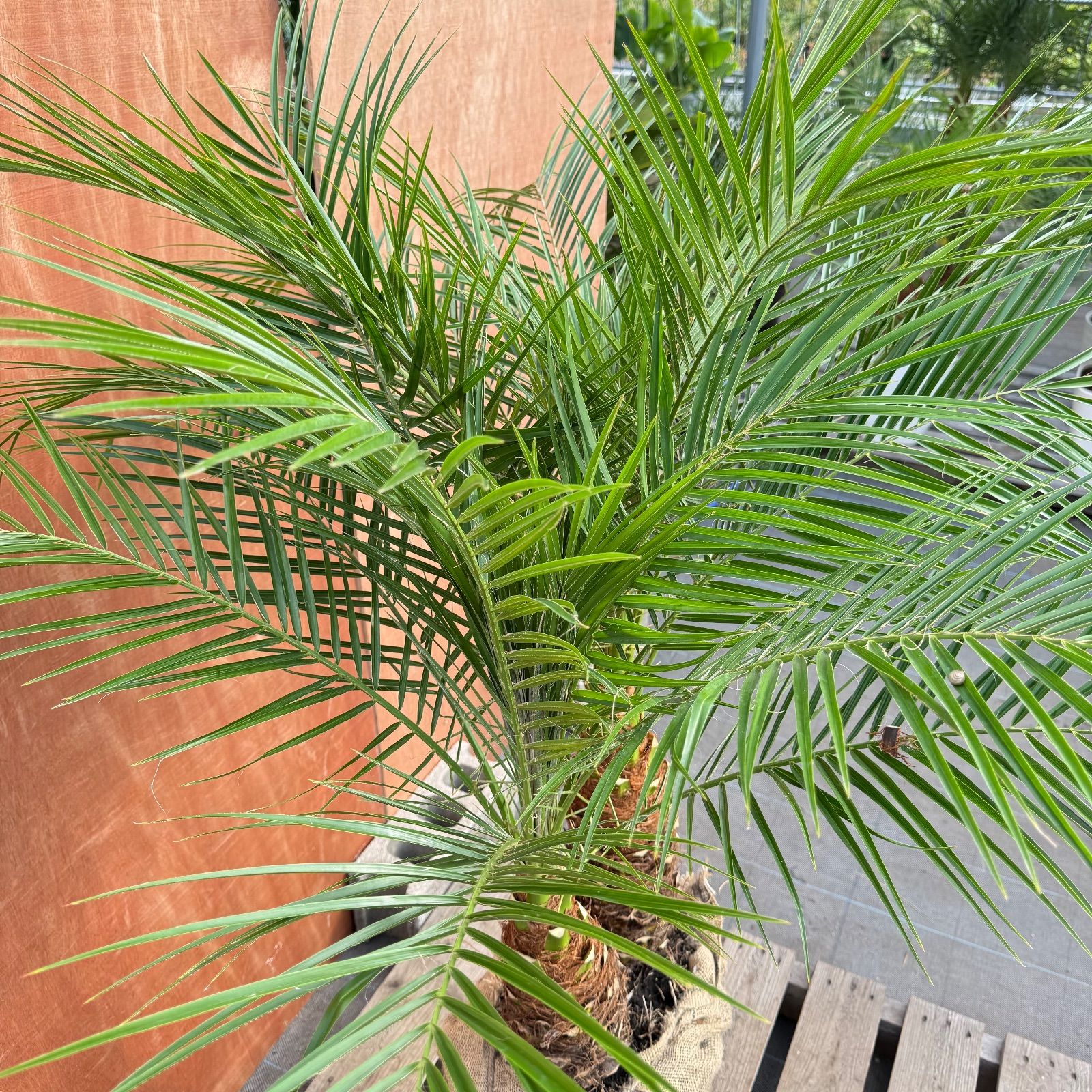 限定株】フェニックス・ロベレニー🌴 2本立ち 希少な極太幹✨ 葉先約