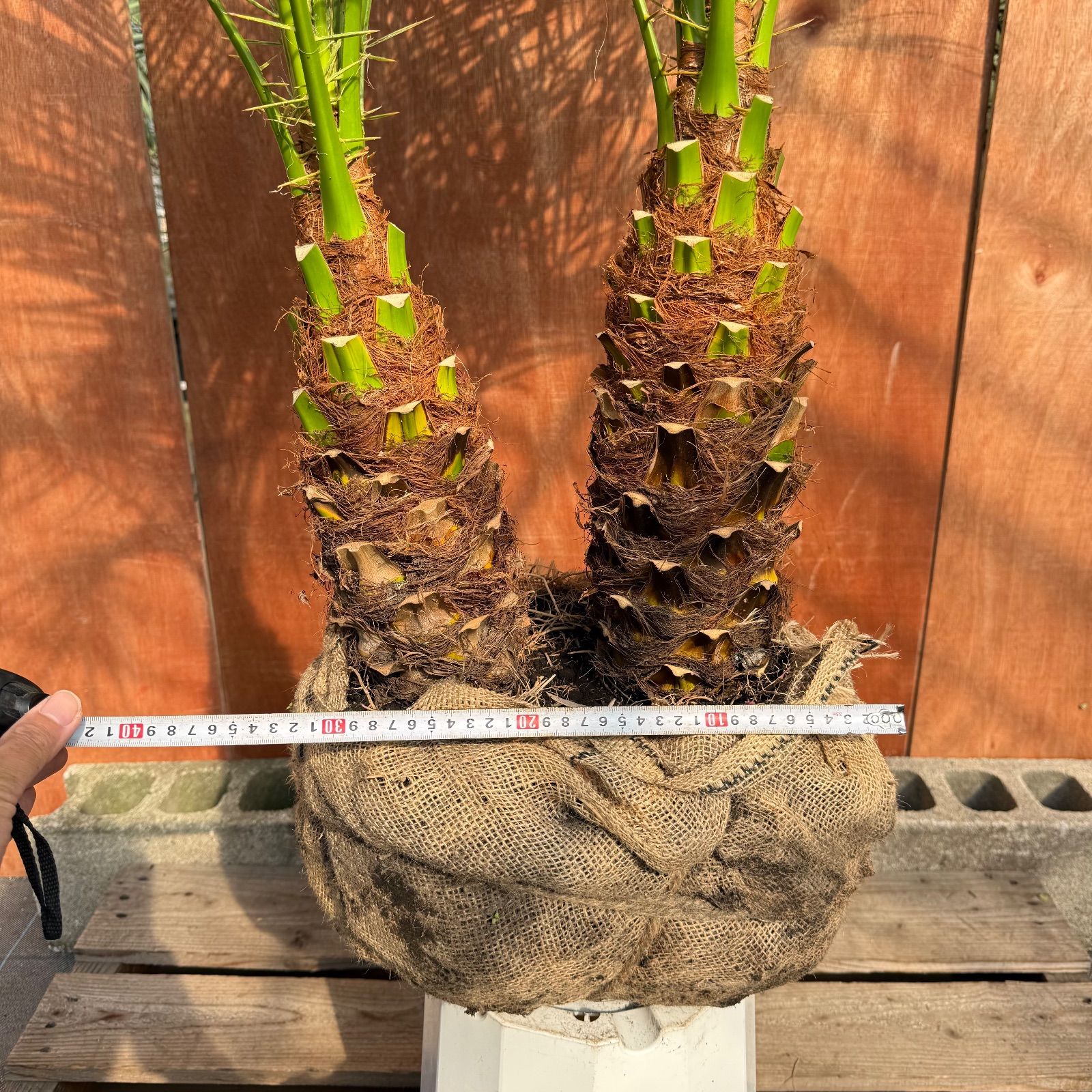 限定株】フェニックス・ロベレニー🌴 2本立ち 希少な極太幹✨ 葉先約