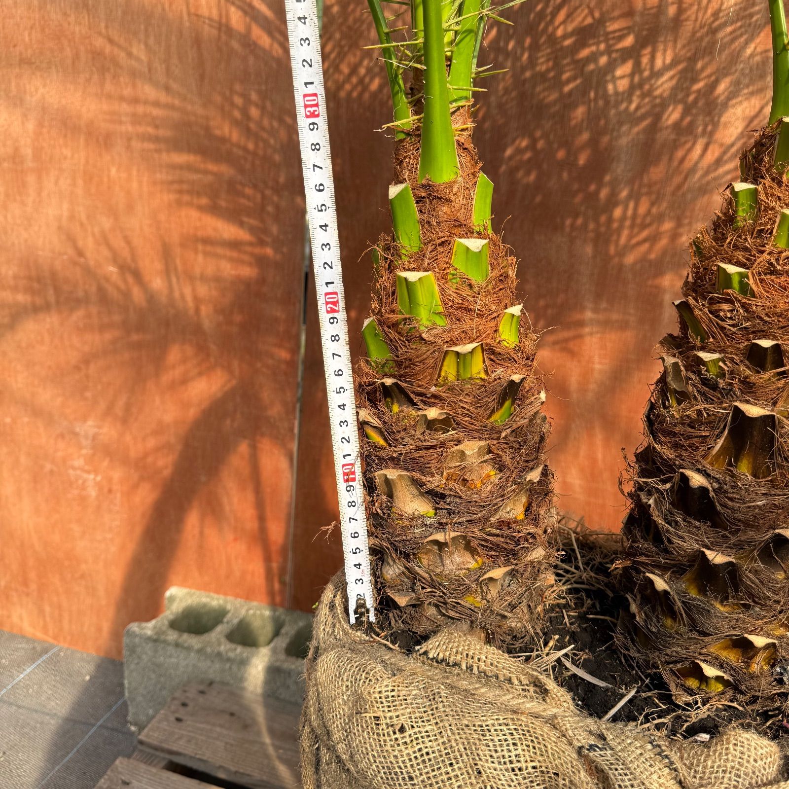 限定株】フェニックス・ロベレニー🌴 2本立ち 希少な極太幹✨ 葉先約