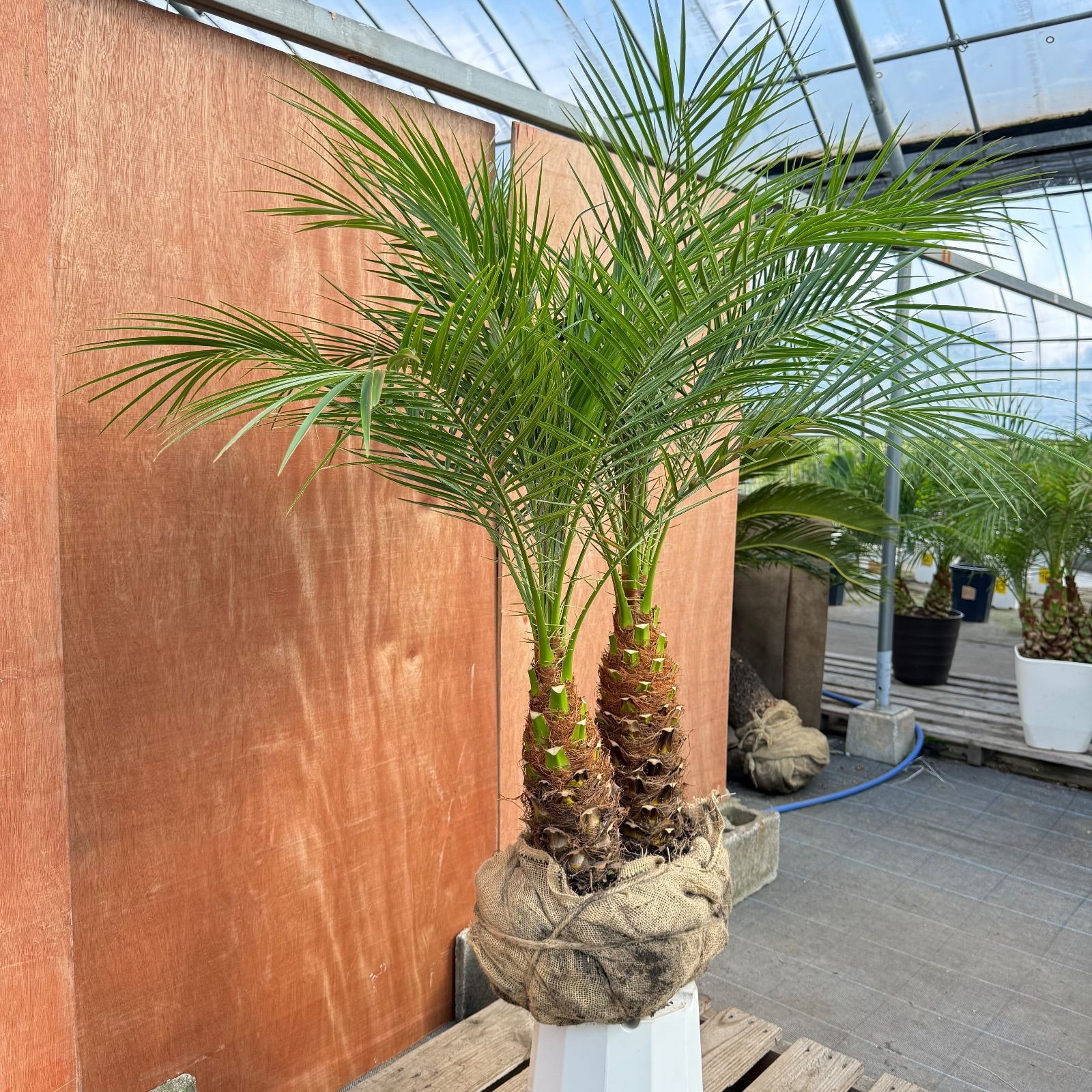 限定株】フェニックス・ロベレニー🌴 2本立ち 希少な極太幹✨ 葉先約