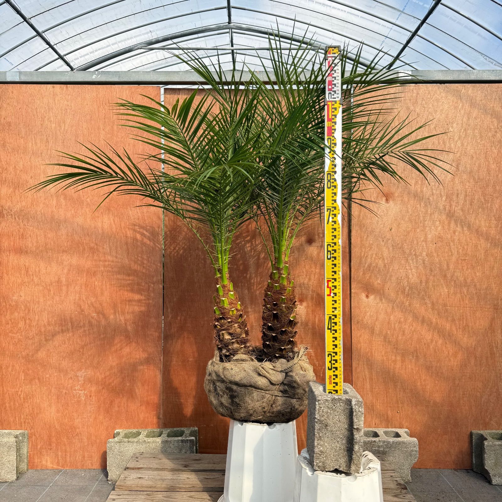 限定株】フェニックス・ロベレニー🌴 2本立ち 希少な極太幹✨ 葉先約