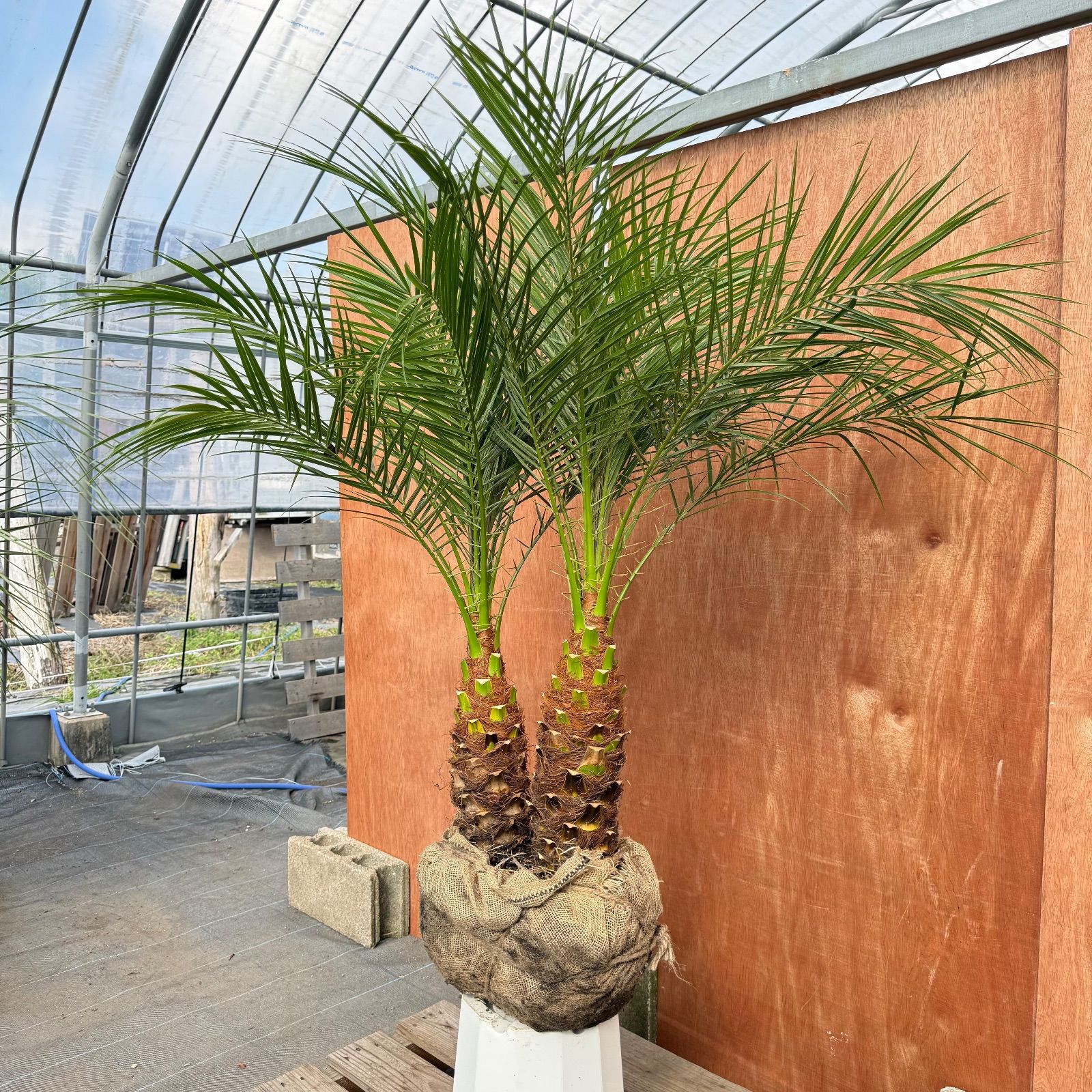 限定株】フェニックス・ロベレニー🌴 2本立ち 希少な極太幹✨ 葉先約