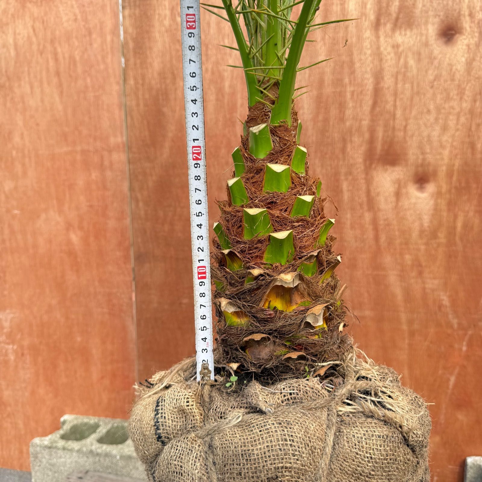 限定株】フェニックス・ロベレニー🌴 2本立ち 希少な極太幹✨ 葉先約