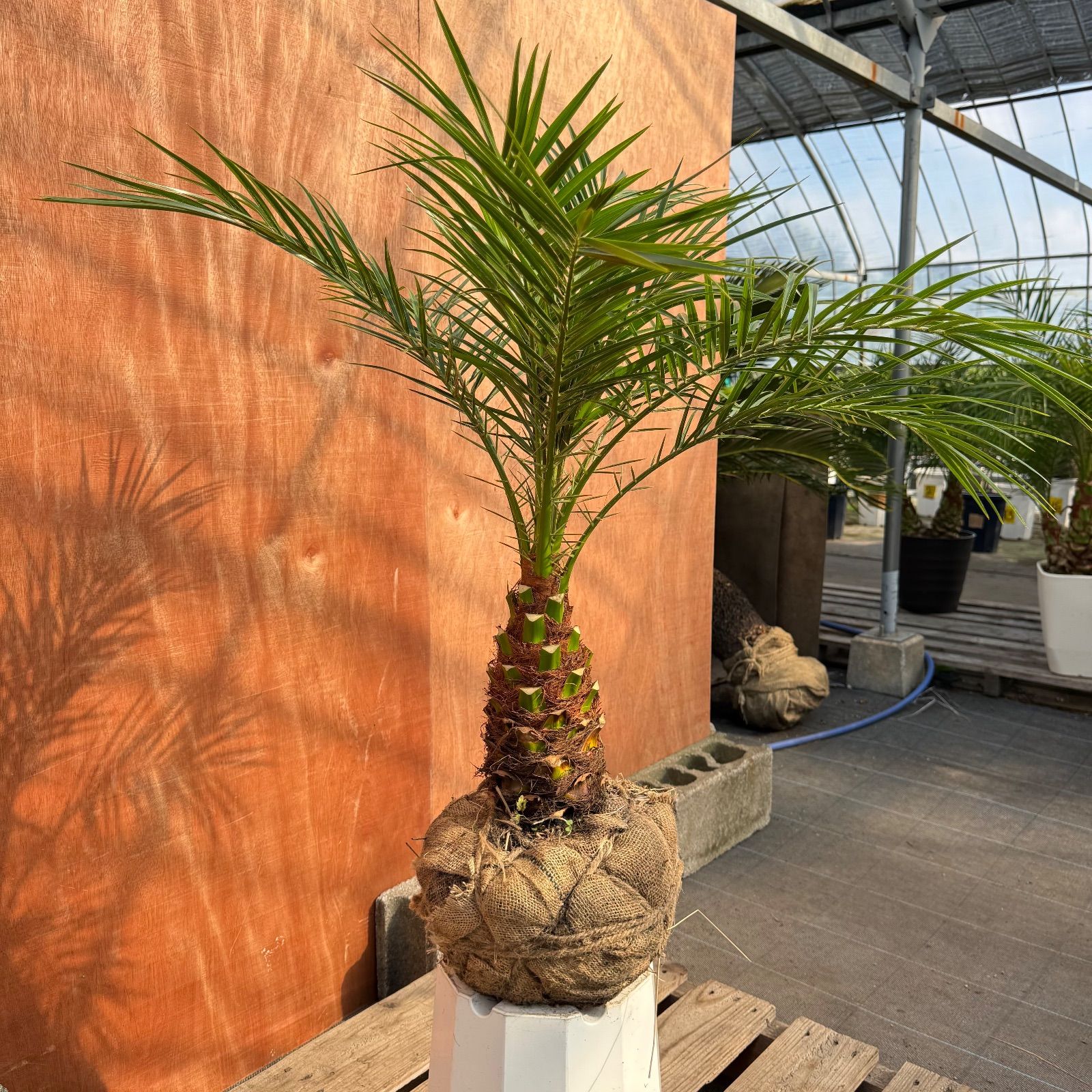 K*)様 フェニックス・ロベレニー 2本立ち 葉先90cm 希少株 ユ*ラ様