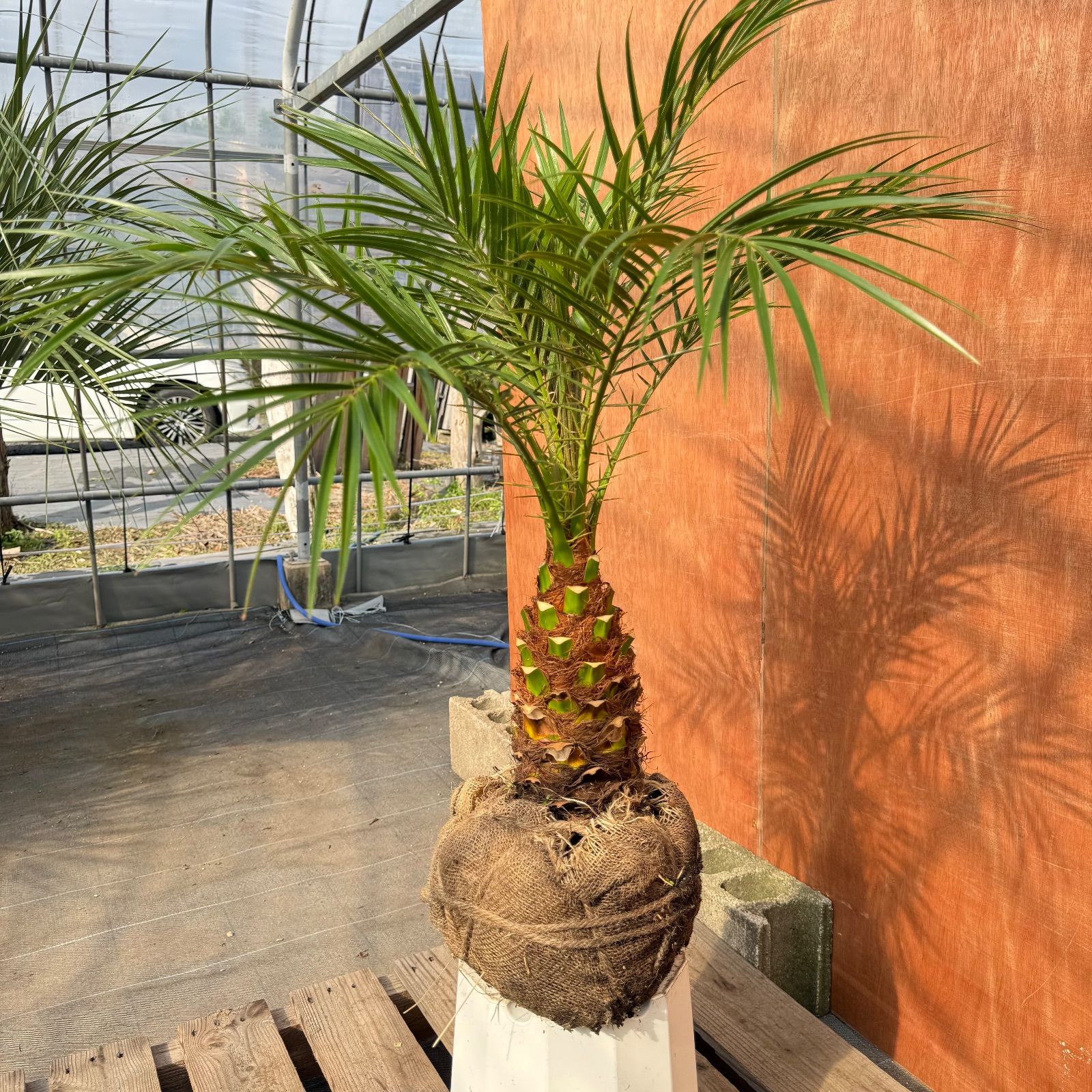 t*n様 フェニックス・ロベレニー 2本立ち 葉先80cm 希少株 t*n様 フェニックス・ロベレニー 2本立ち 葉先80cm 希少株 ベ*ト様