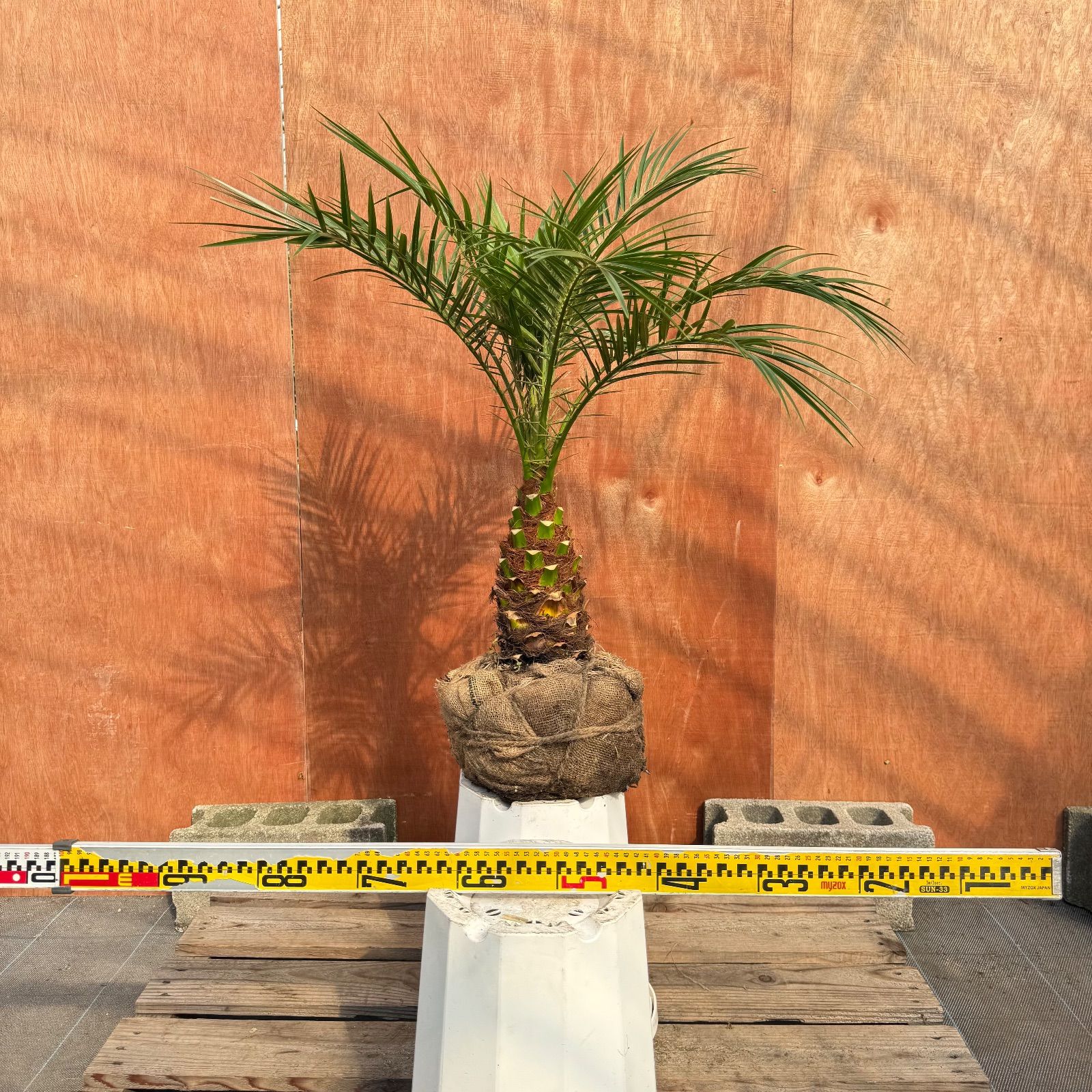 限定株】フェニックス・ロベレニー🌴 2本立ち 希少な極太幹✨ 葉先約