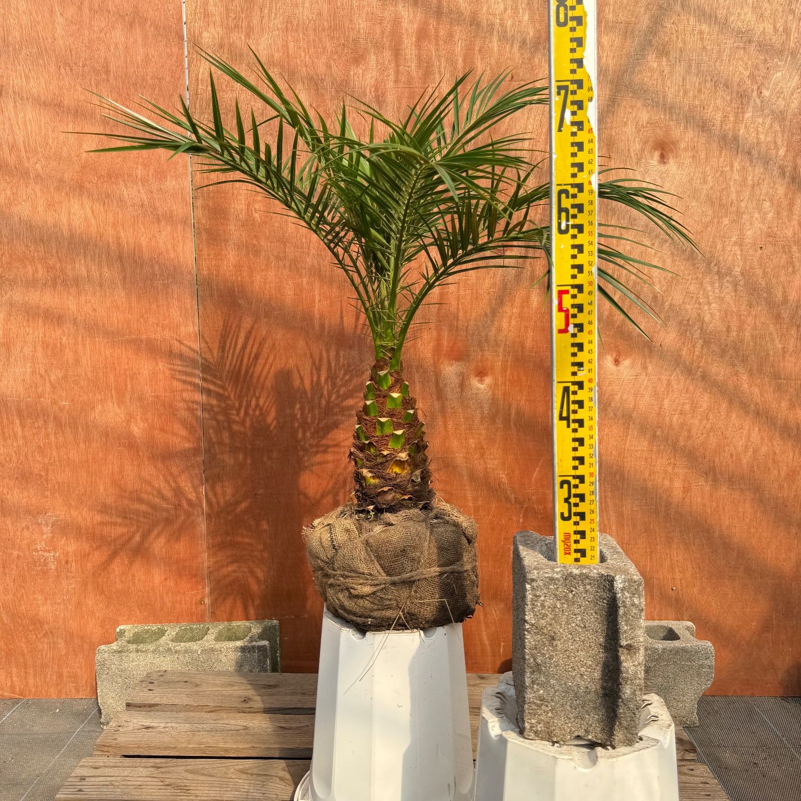 限定株】フェニックス・ロベレニー🌴 2本立ち 希少な極太幹✨ 葉先約