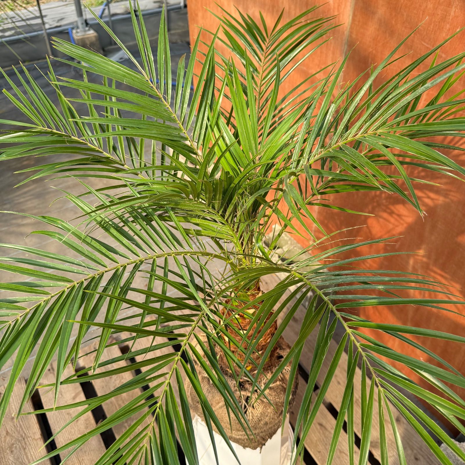 限定株】フェニックス・ロベレニー🌴 2本立ち 希少な極太幹✨ 葉先約