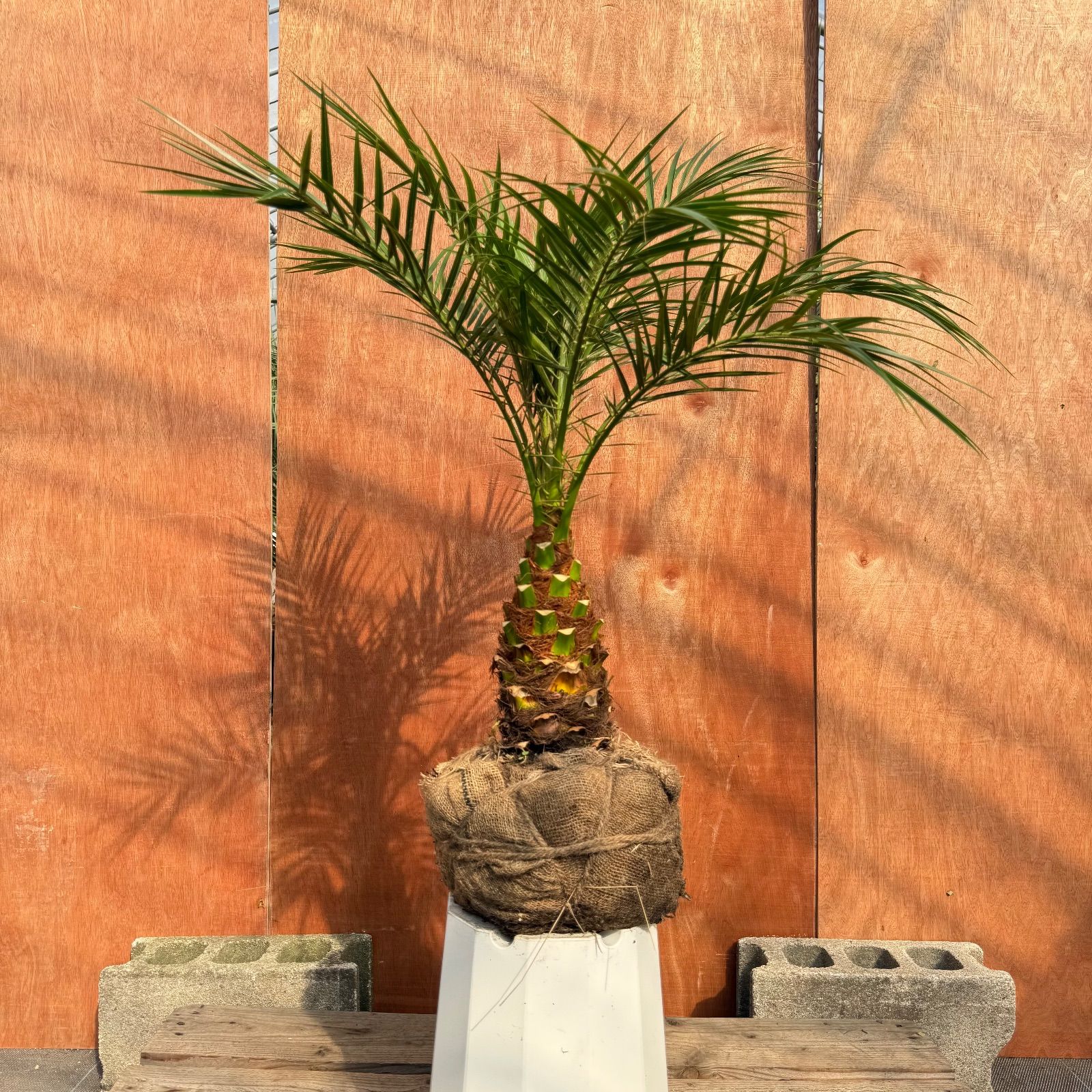 限定株】フェニックス・ロベレニー🌴 2本立ち 希少な極太幹✨ 葉先約