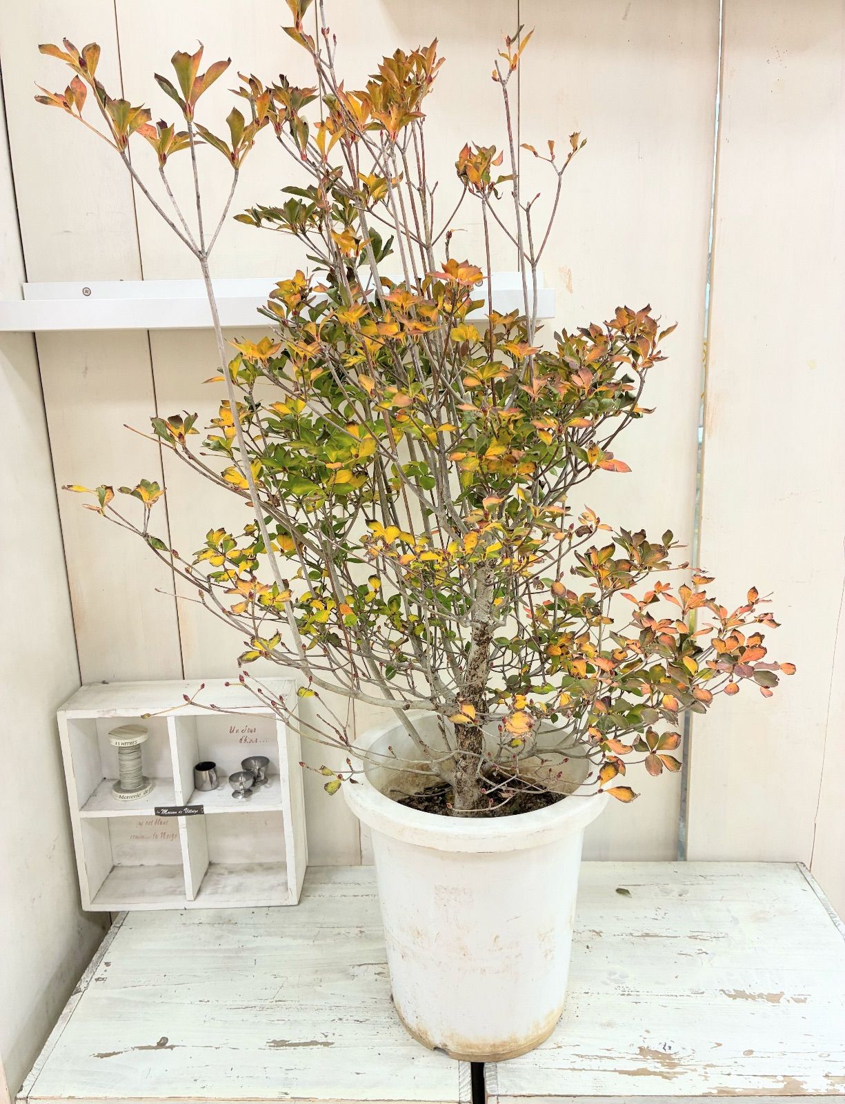 セール中】 ドウダンツツジ - メルカリ