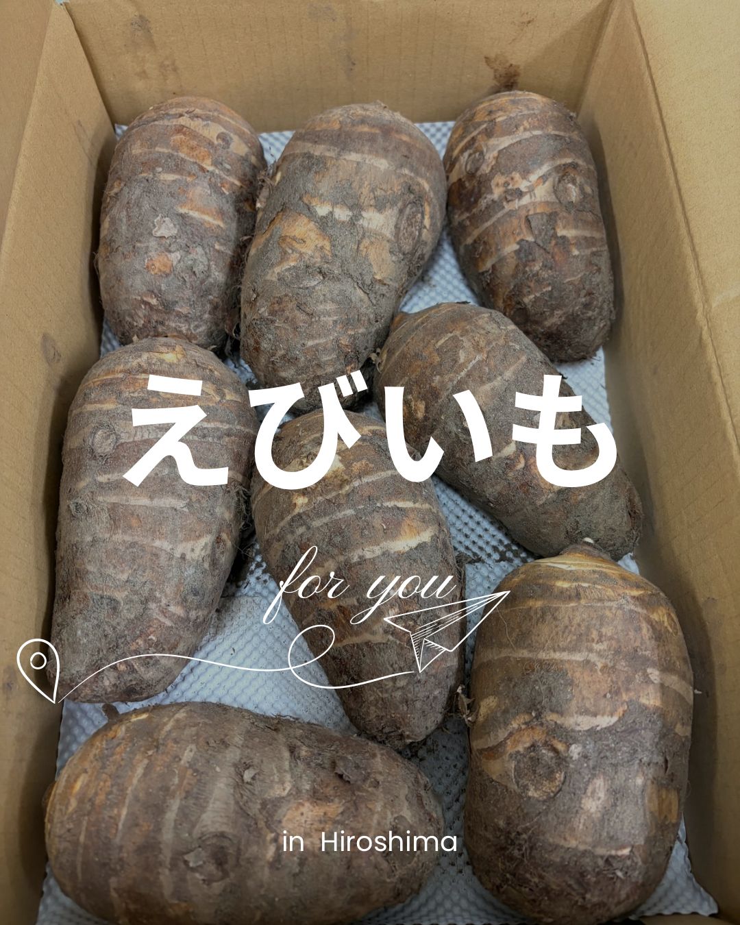 静岡県産 海老芋 種芋 5kg 海老芋 5kg｜贈答用｜静岡県