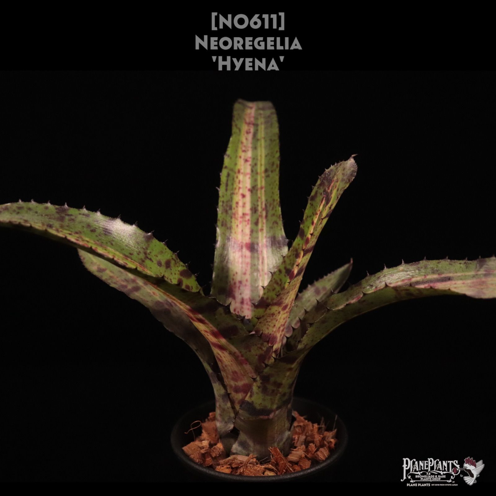 送料無料】Neoregelia 'Hyena'〔ネオレゲリア〕現品発送N0611 /@plane